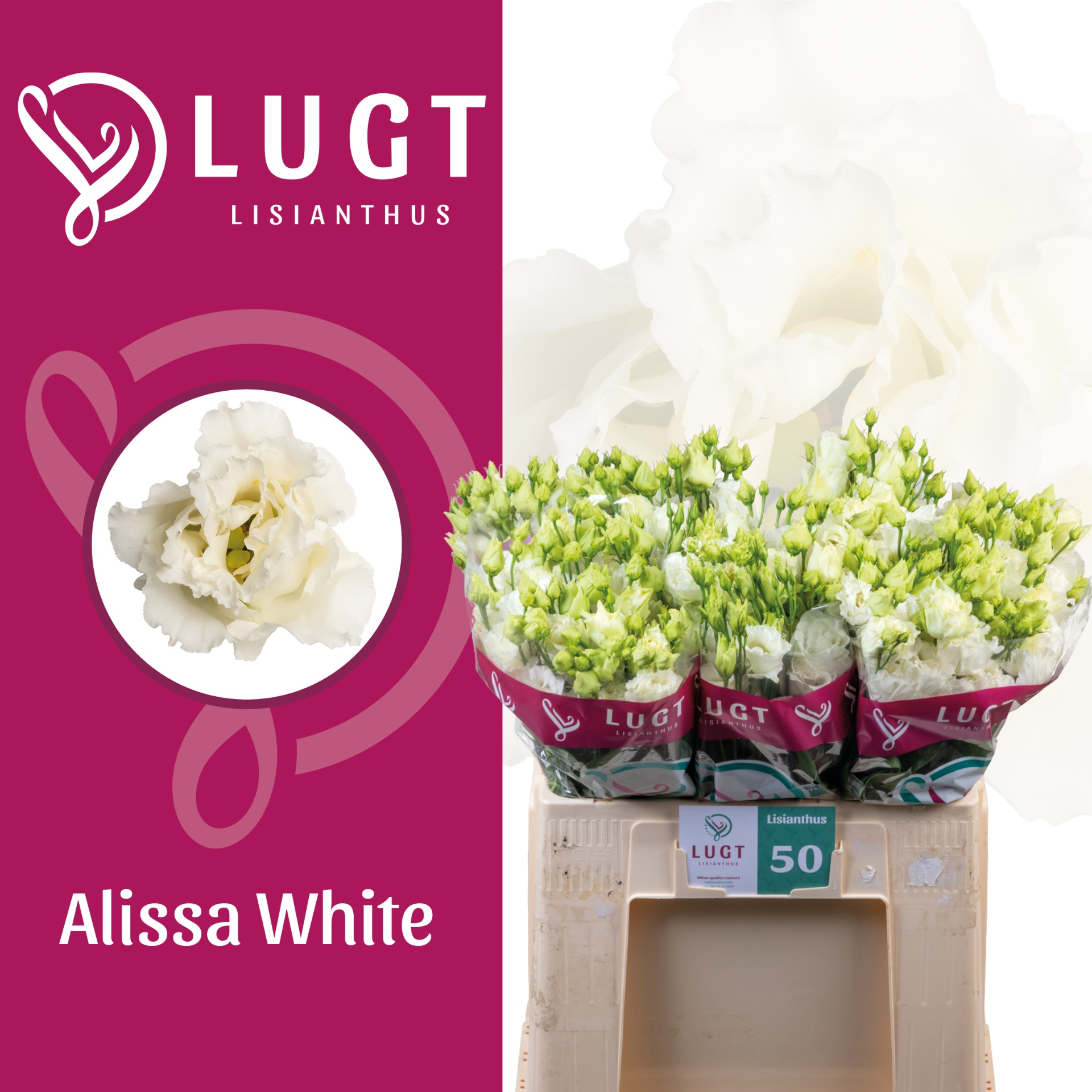 Lisianthus Double Alissa White 60cm