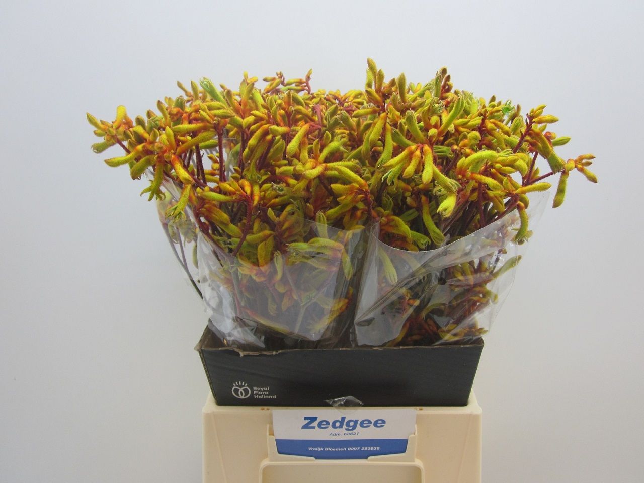 Anigozanthos Orange Velvet 50cm