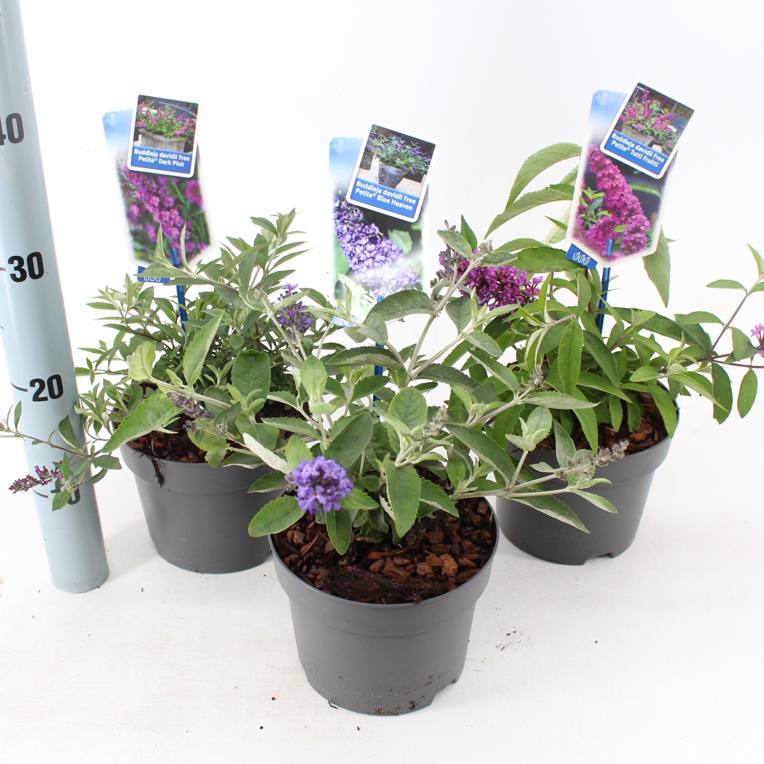 Picture of Buddleja (Free petite) mix P17 (minimum order one layer)