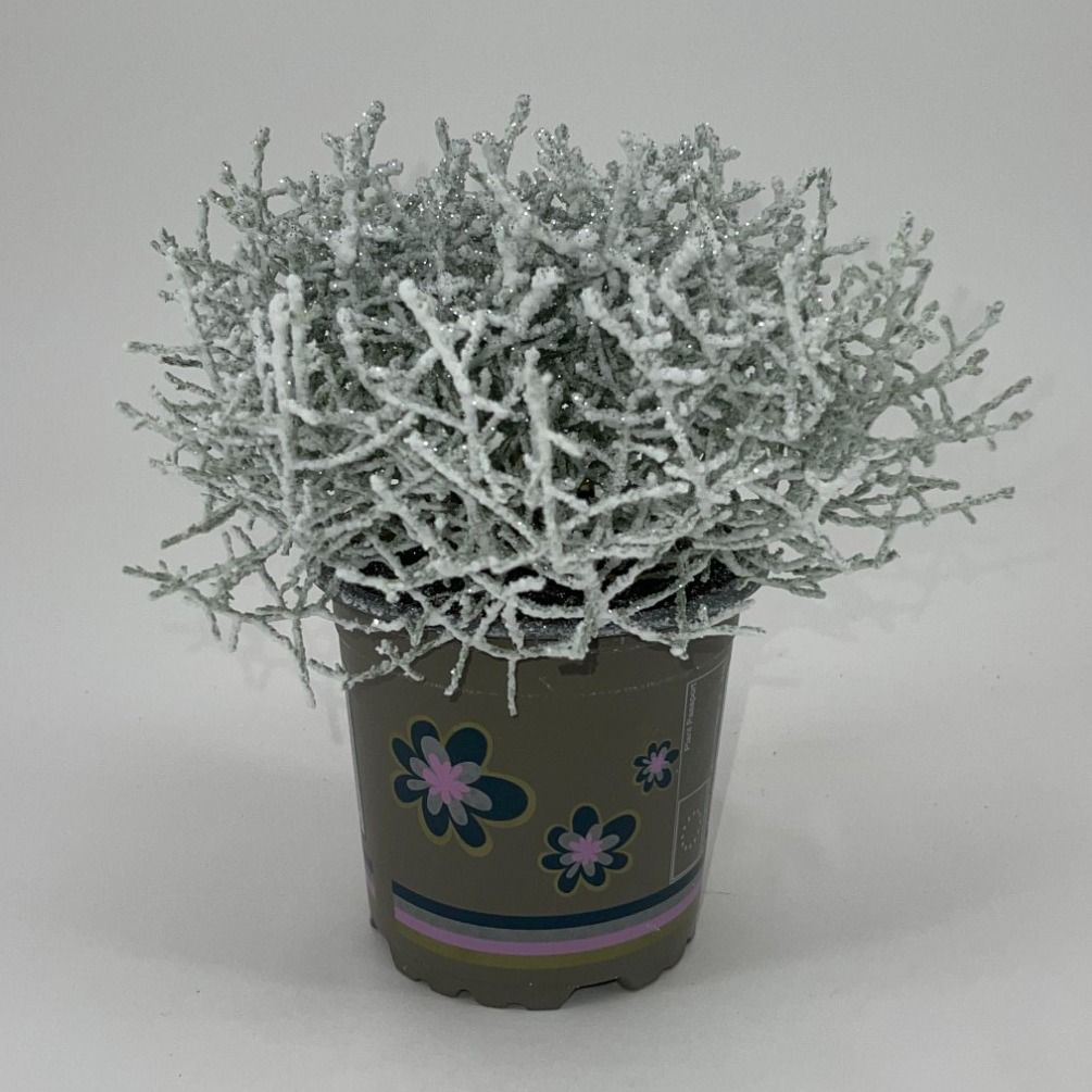 Leucoph Brownii 11P 23H