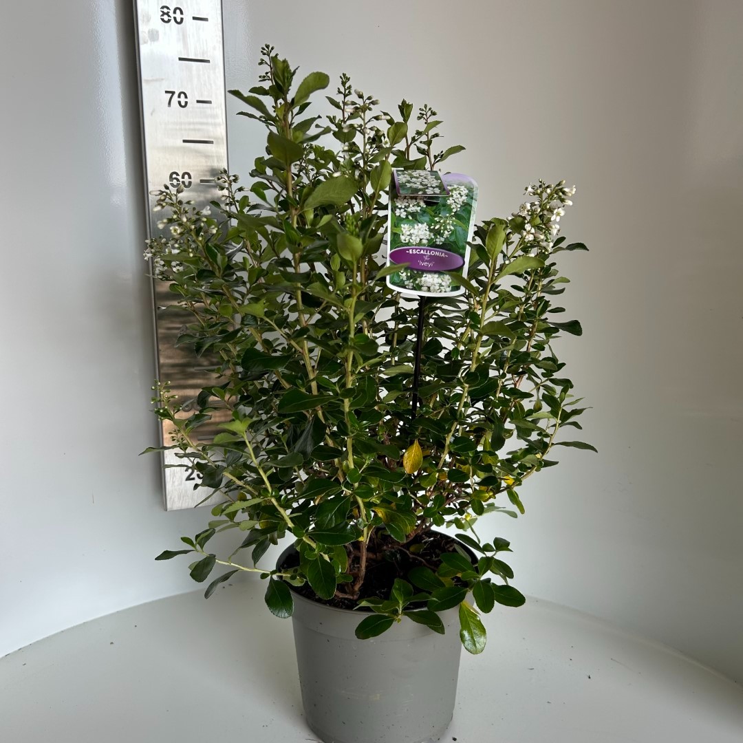 Picture of Escallonia Iveyi P23 (5 Ltr)