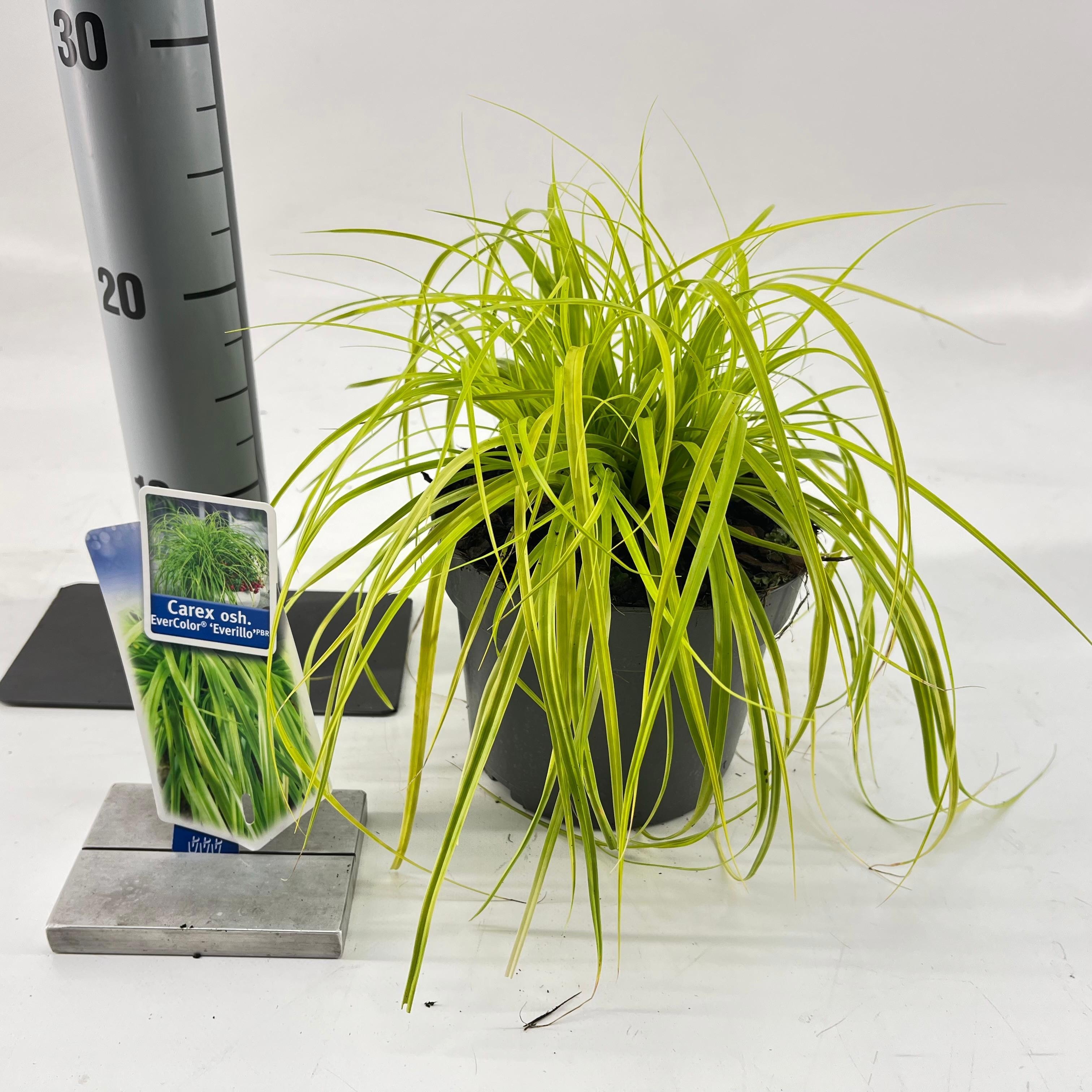 Picture of Carex oshimensis EverColor® 'Everillo' PBR