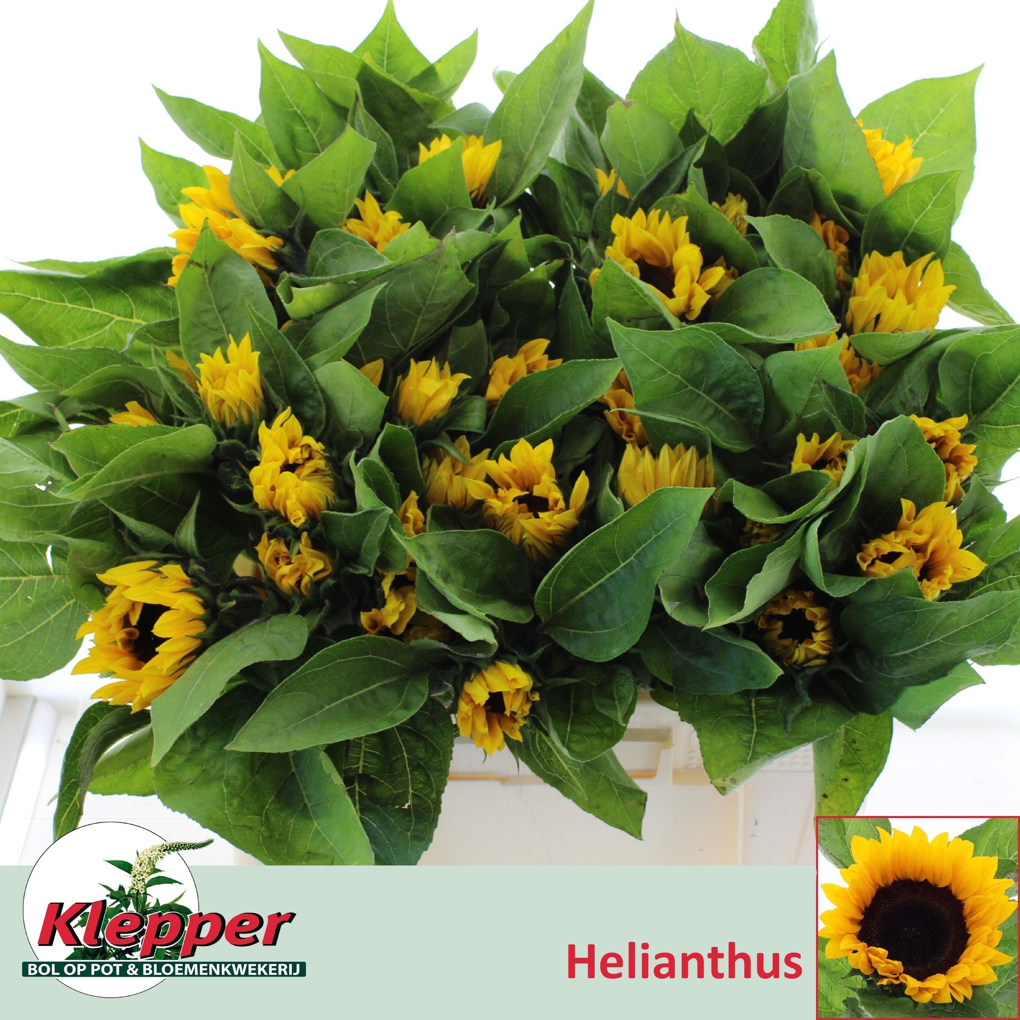 Helianthus Sunrich Or 50cm