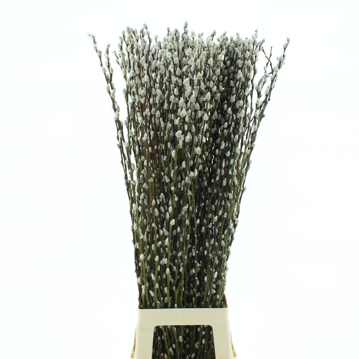 Salix Ca Snow Flake