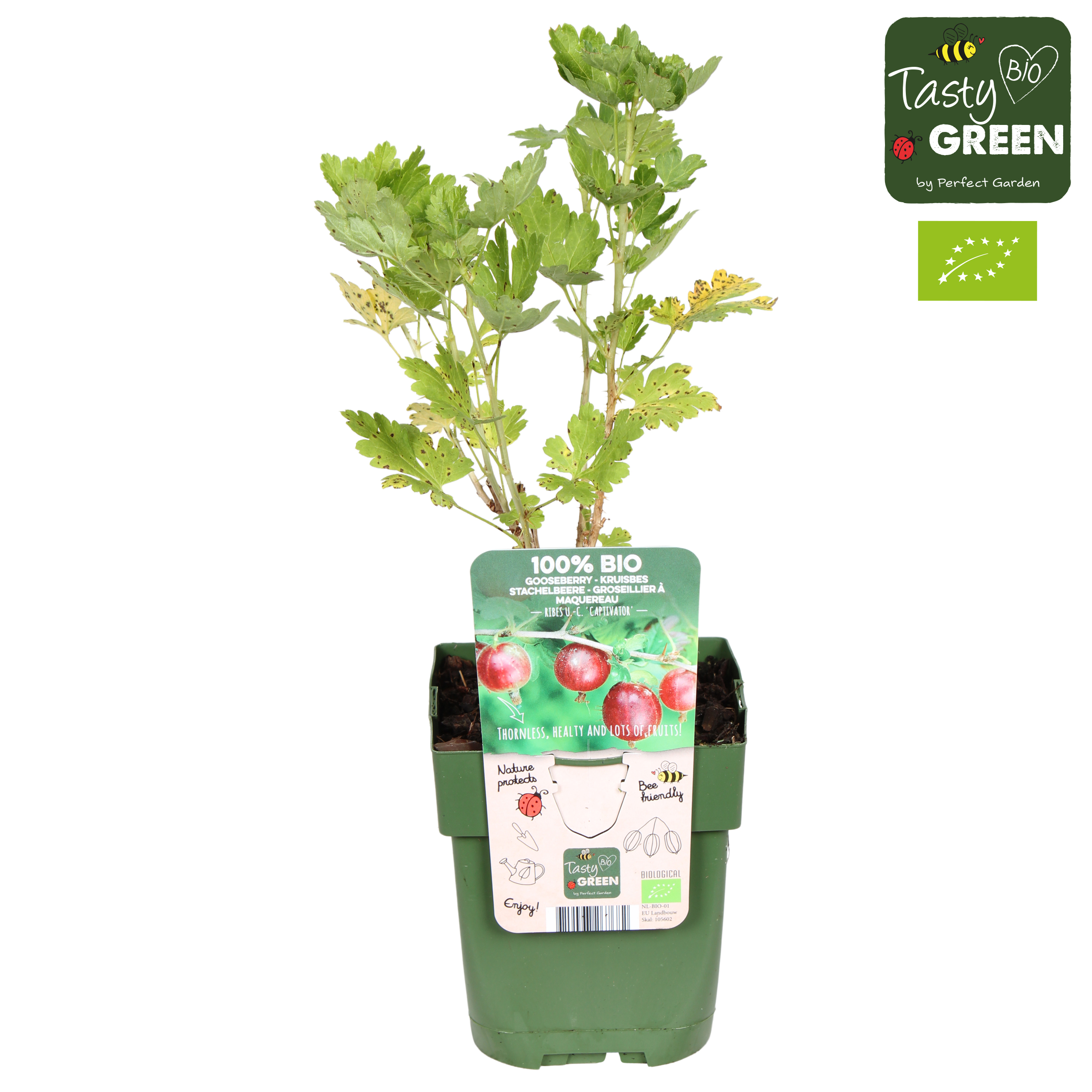 Picture of Ribes uva-crispa Captivator P13 organic