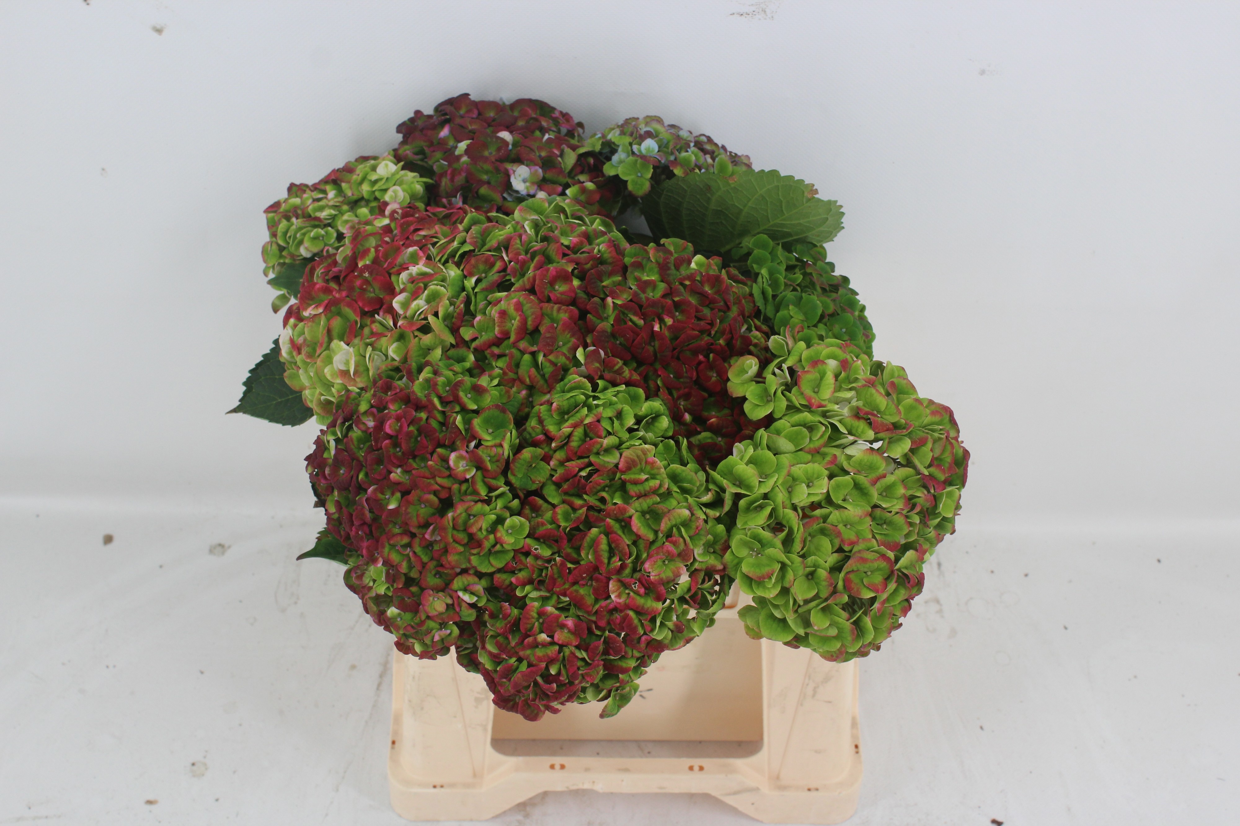 Hydrangea Revolution Pink/green 40cm 12Ø