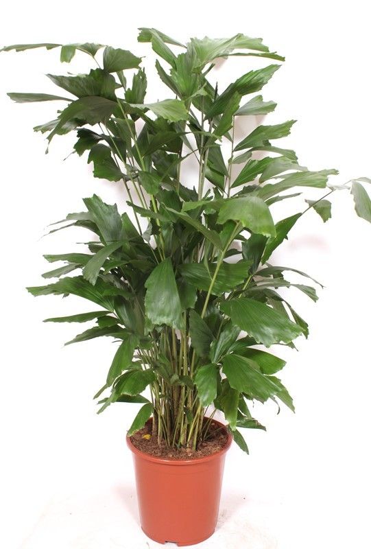 Caryota mitis