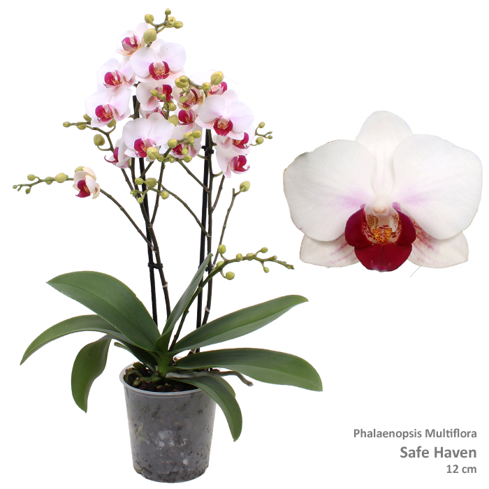 Picture of Phalaenopsis hybrid Multi Safe Haven P12 2 spikes branched 30+ flowers height 39 cm