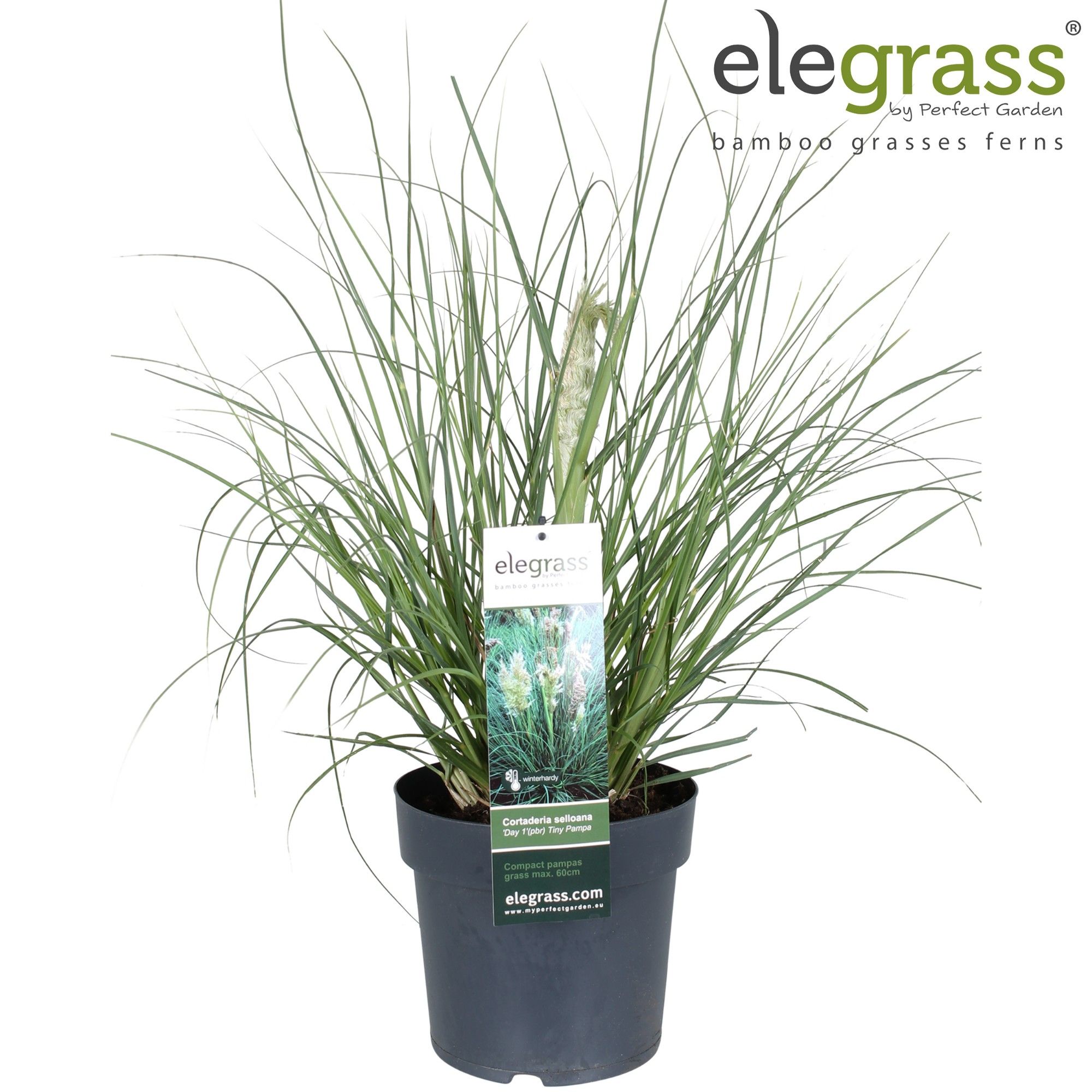 Picture of Cortaderia selloana 'Tiny Pampa' P19