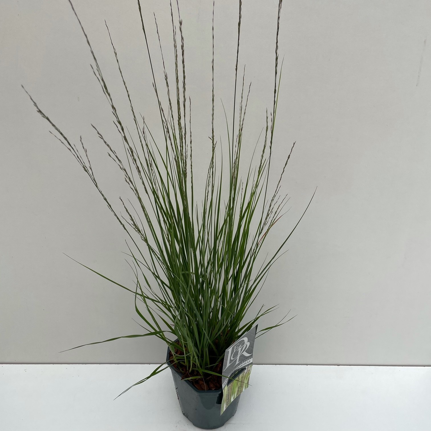 Picture of Molinia Moorhexe P17 (2 Ltr) Square