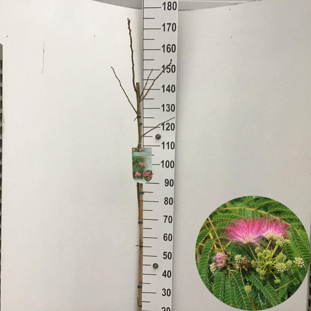 Picture of Albizia julibrissin Ombrella P26 (7.5 Ltr) 120/STD (LOOSE)