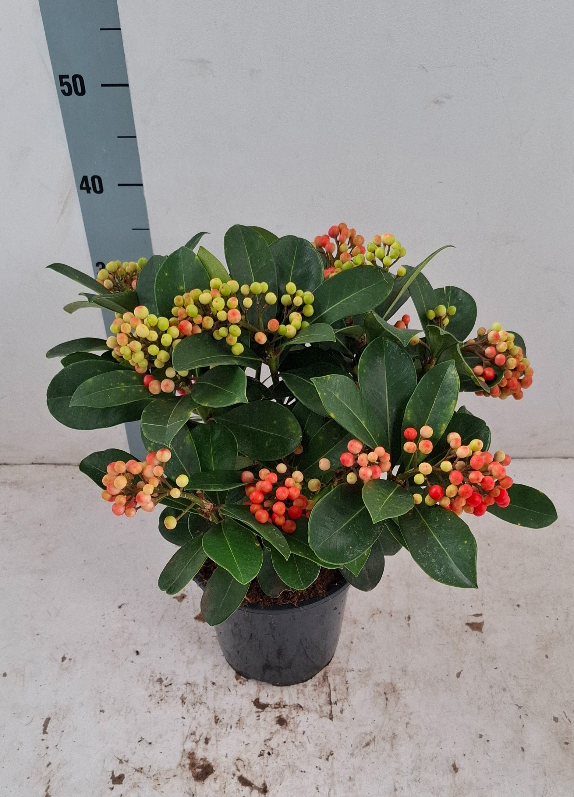 Skimmia jap. 'Veitchii' 10+ tros