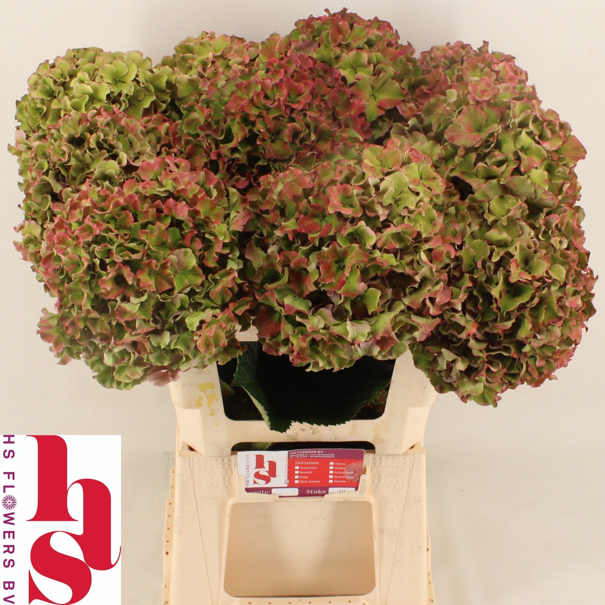 Hydr M Ro Bree Cl Rs 60cm 20Ø
