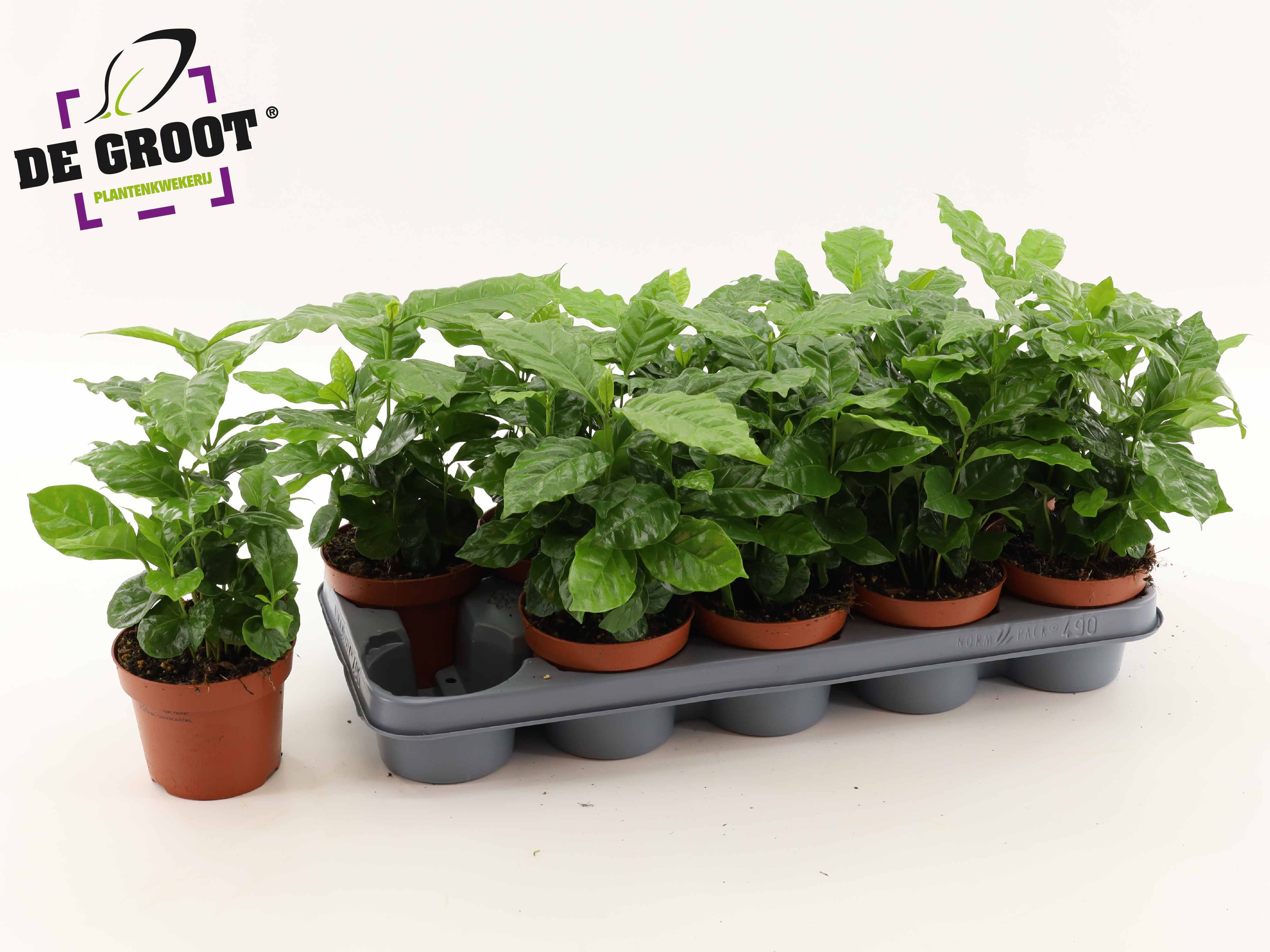 Coffea Arabica 12P 25H 10stek