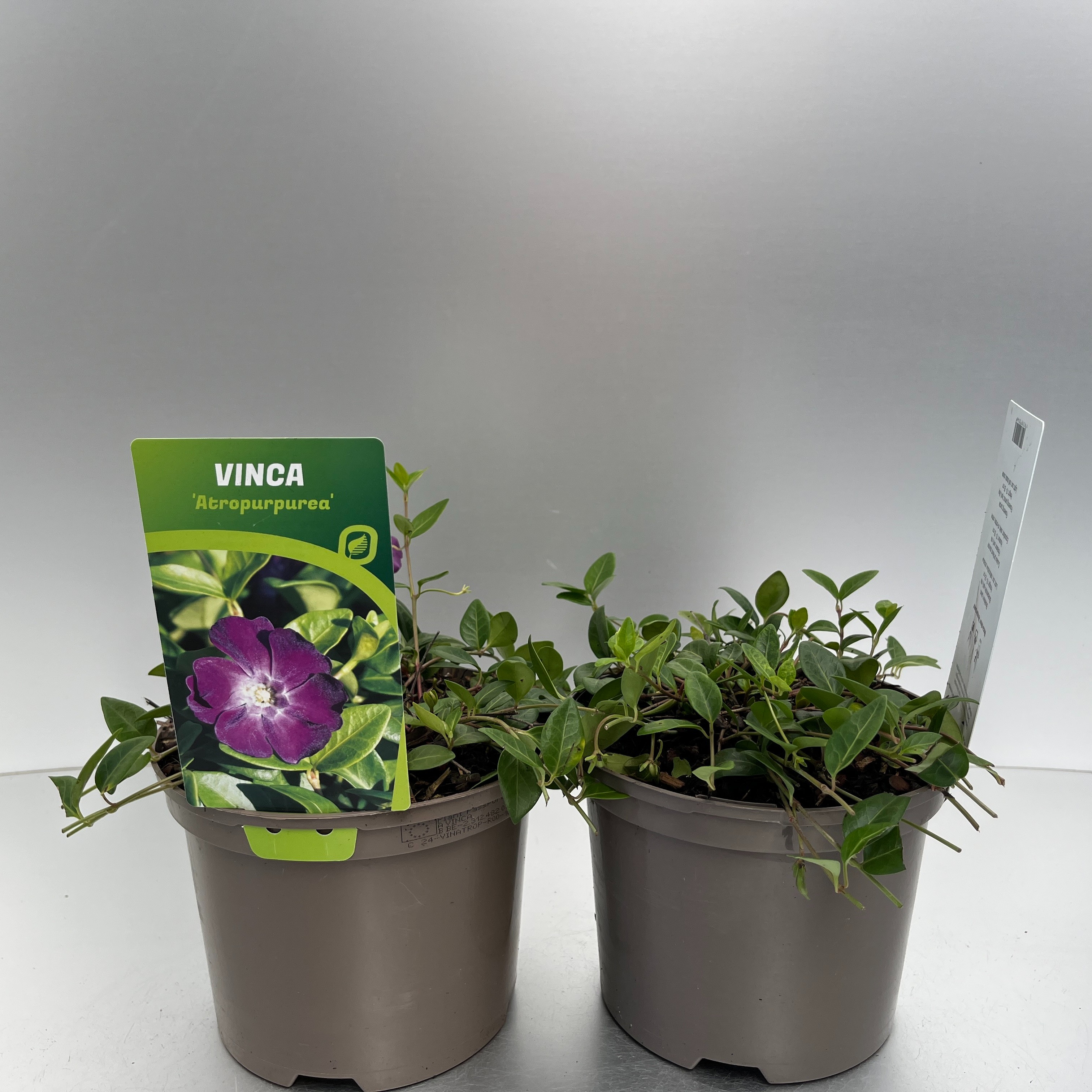 Picture of Vinca minor Atropurpurea P17 (2 Ltr)