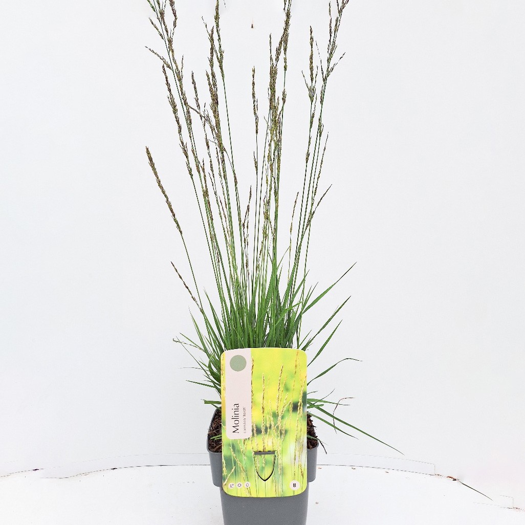 Molinia caerulea 'Torch'