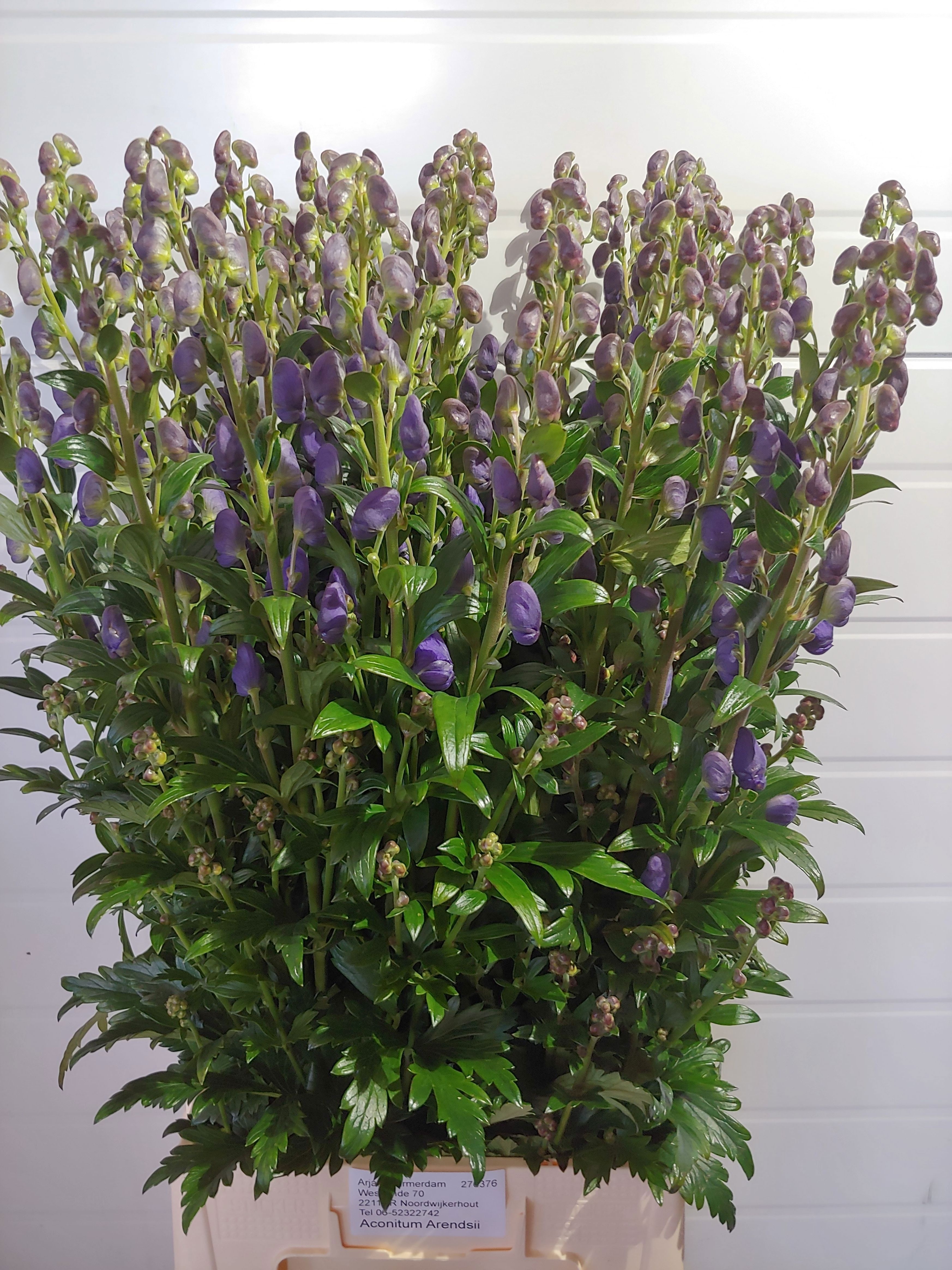 Aconitum Arensi 100cm