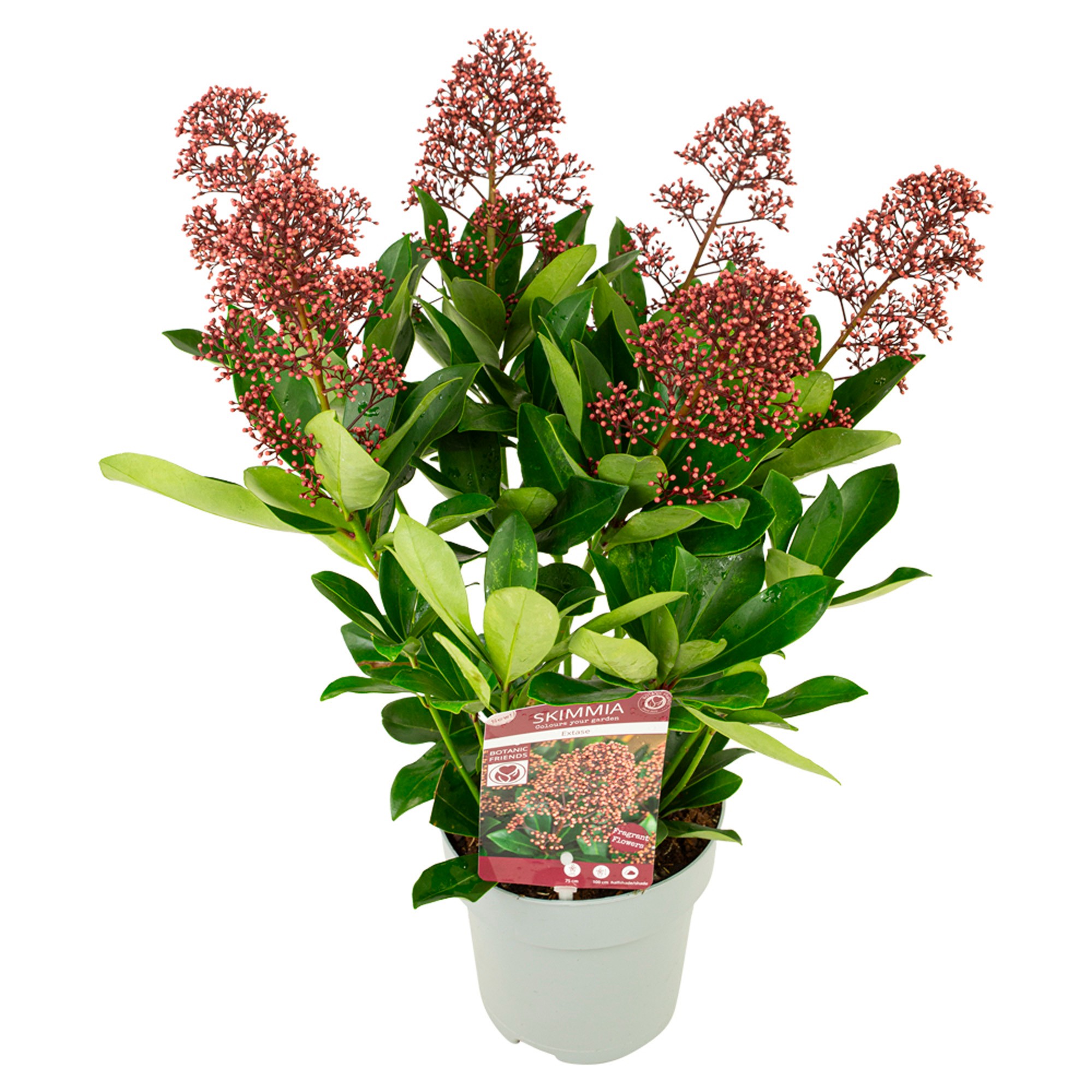 Picture of Skimmia japonica 'Extase' ® 4+