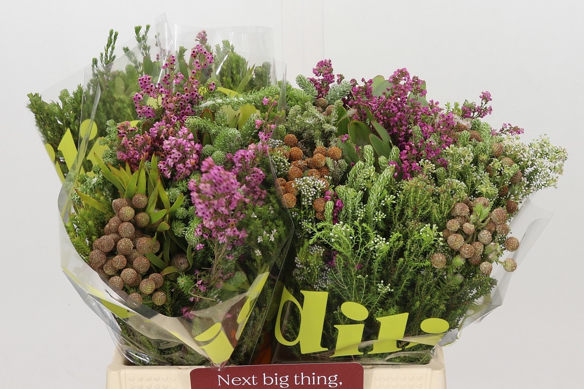 Protea Bouquet Per Bunch 40cm