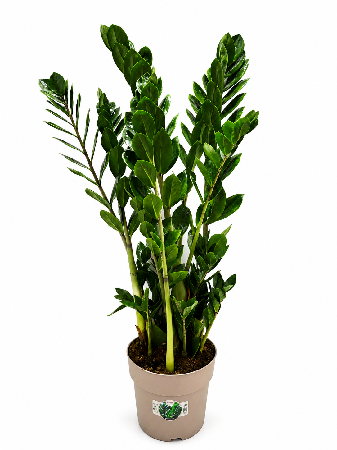 Zamioculcas 10+ veren