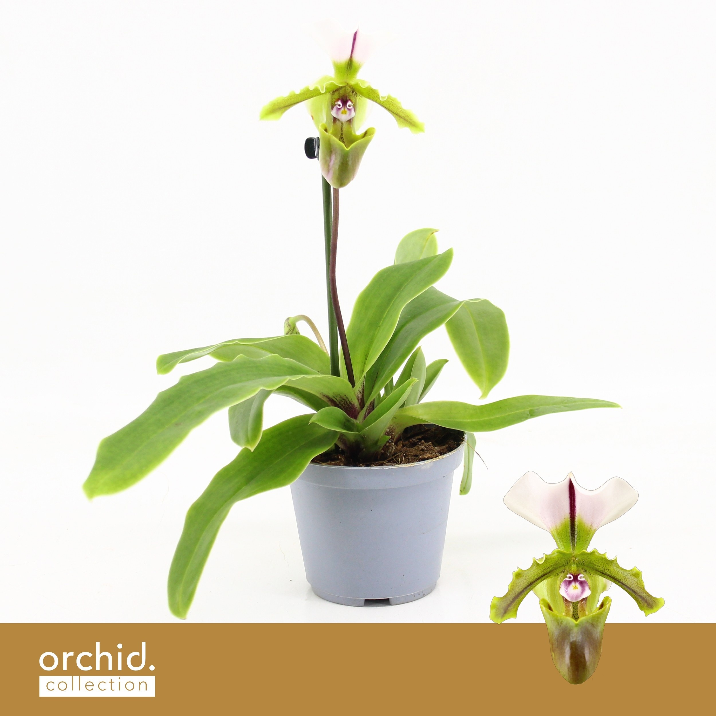 Paph Overig 9Ø 25cm