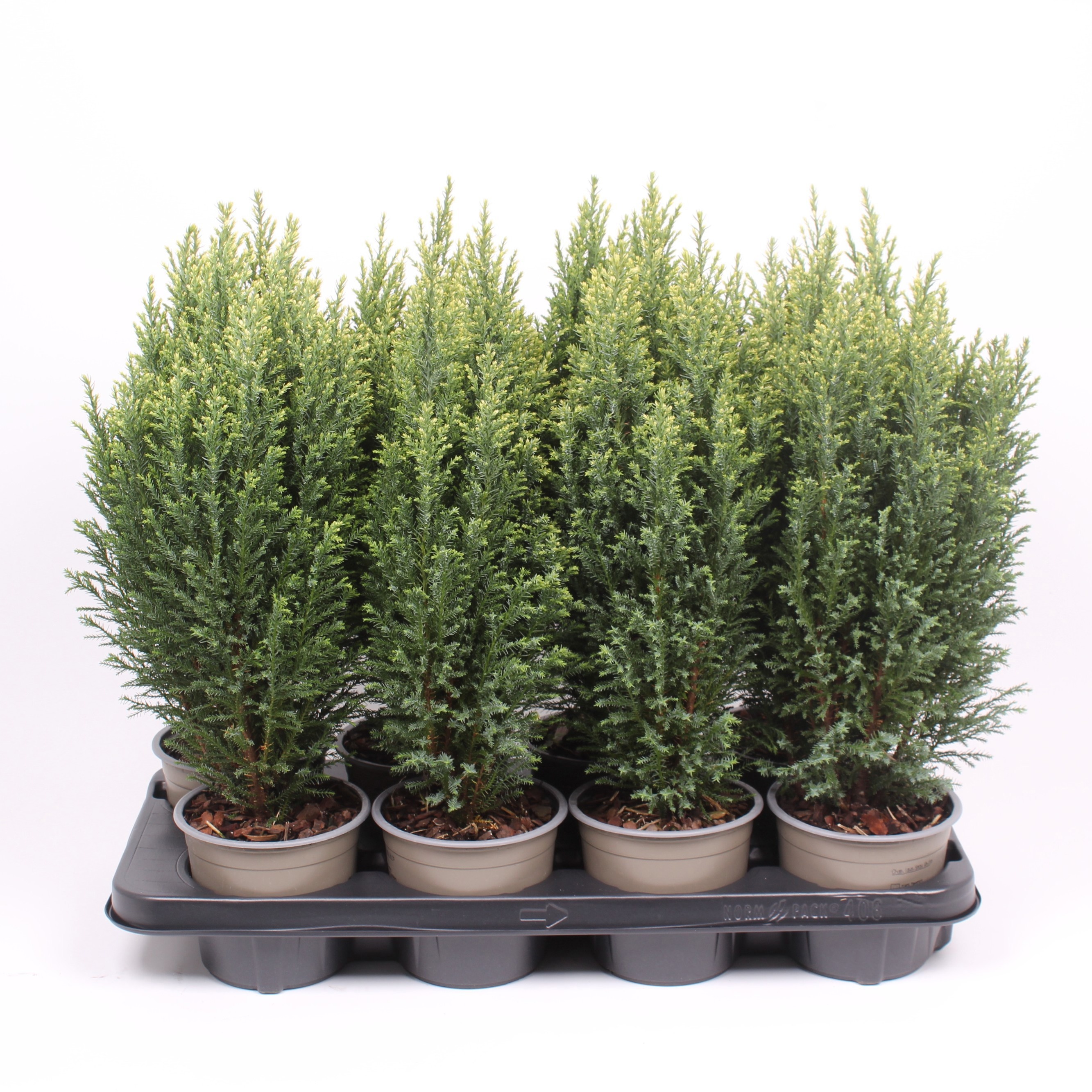 Chamaecyparis lawsoniana 'Snow White'