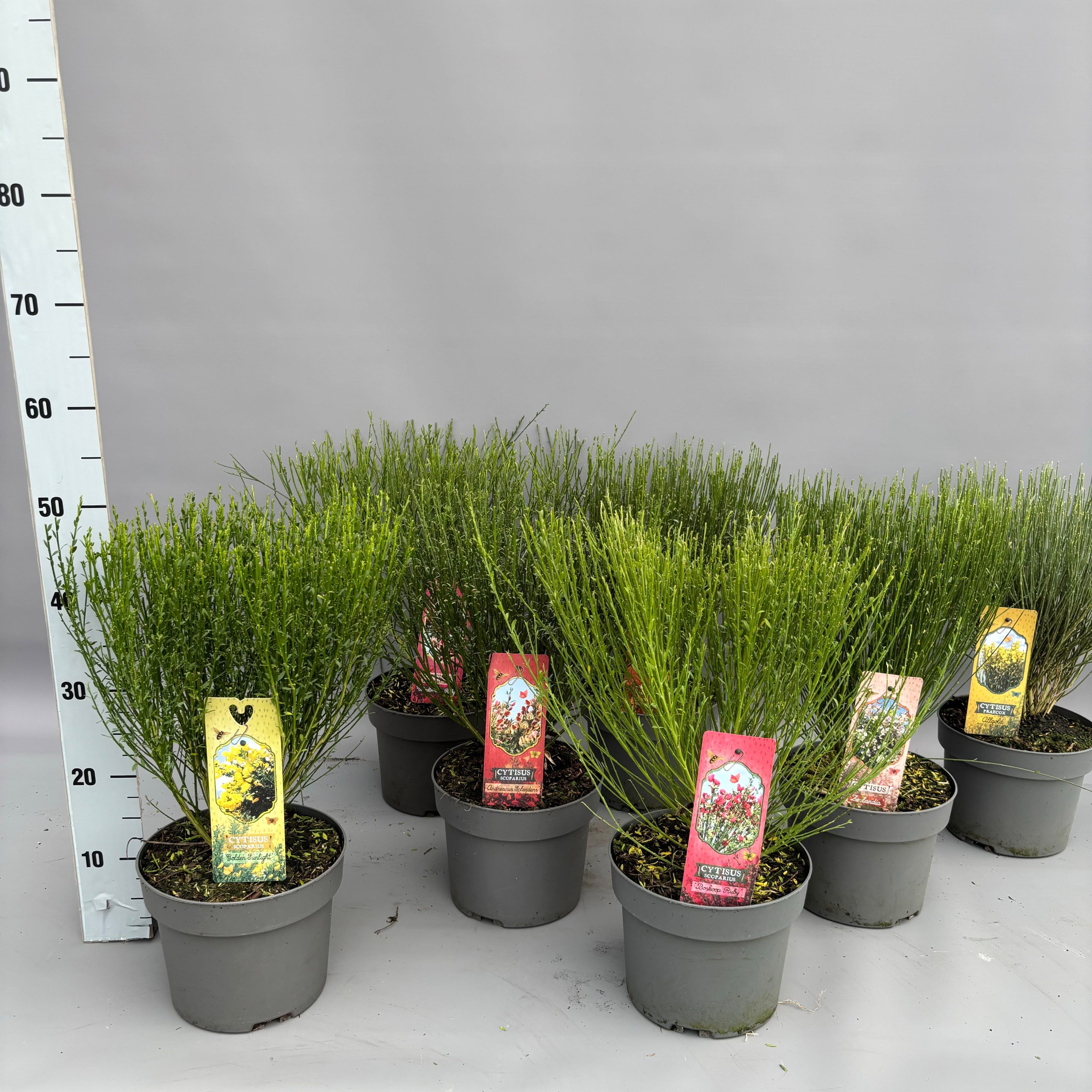 Cytisus in soorten struik
