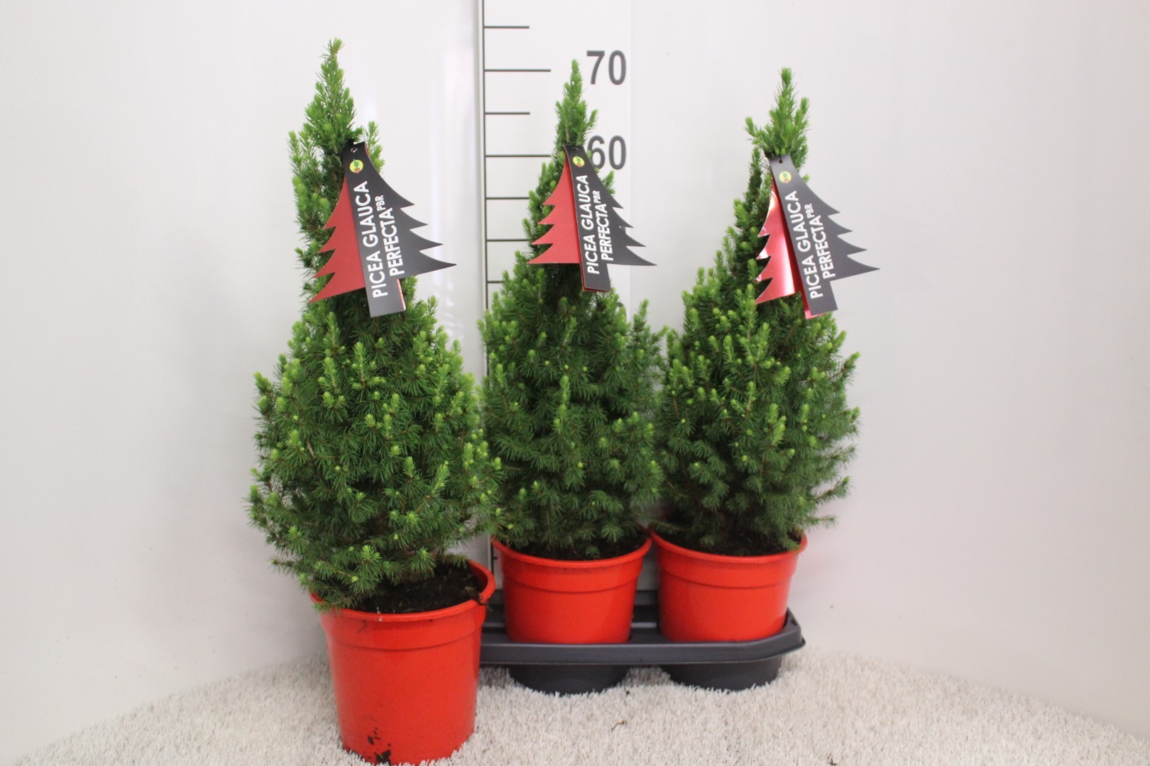 Picture of Picea glauca Perfecta P19 (3 Ltr) 70CM-INC-POT/POTGROWN