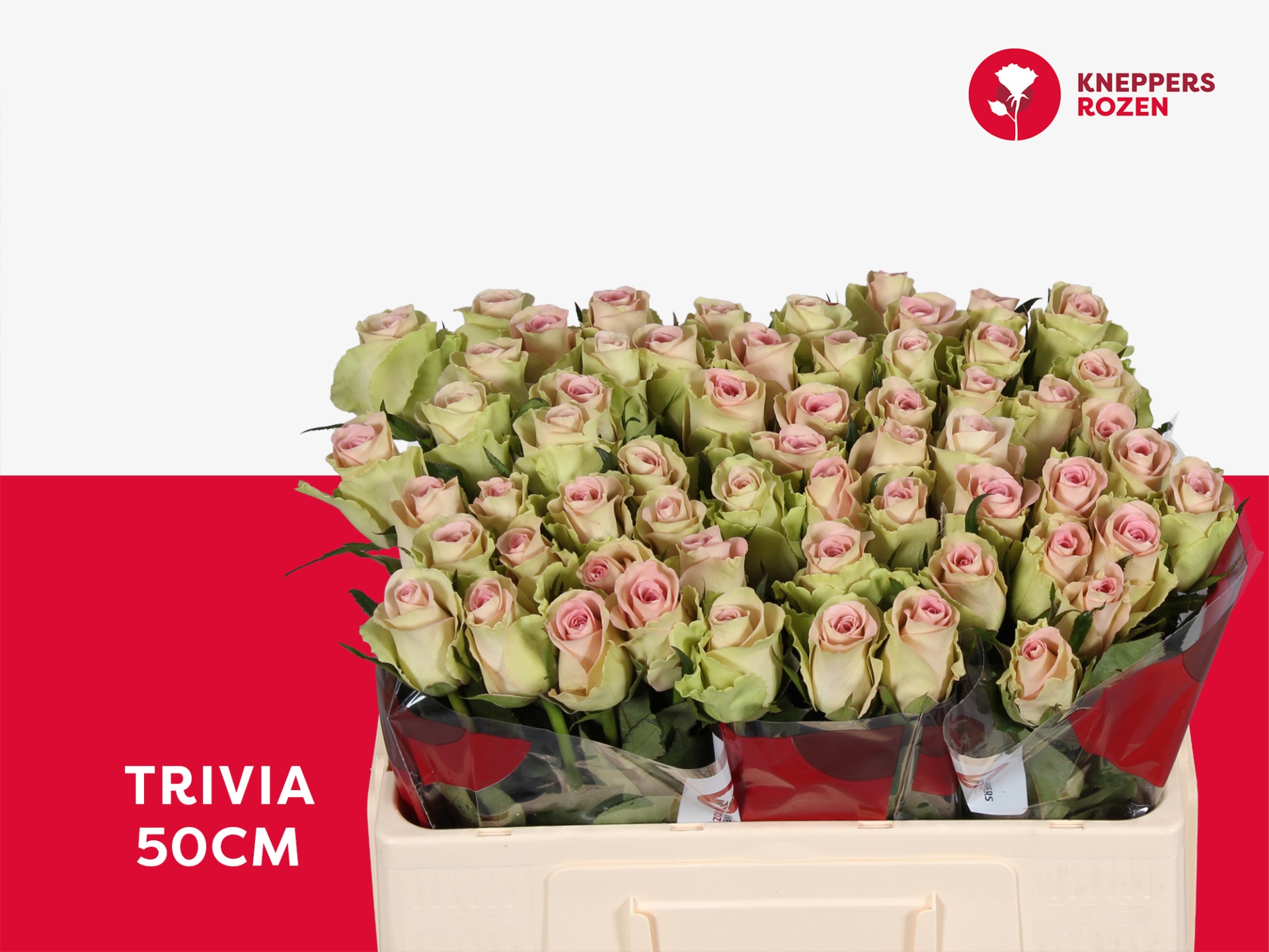 R Gr Trivia