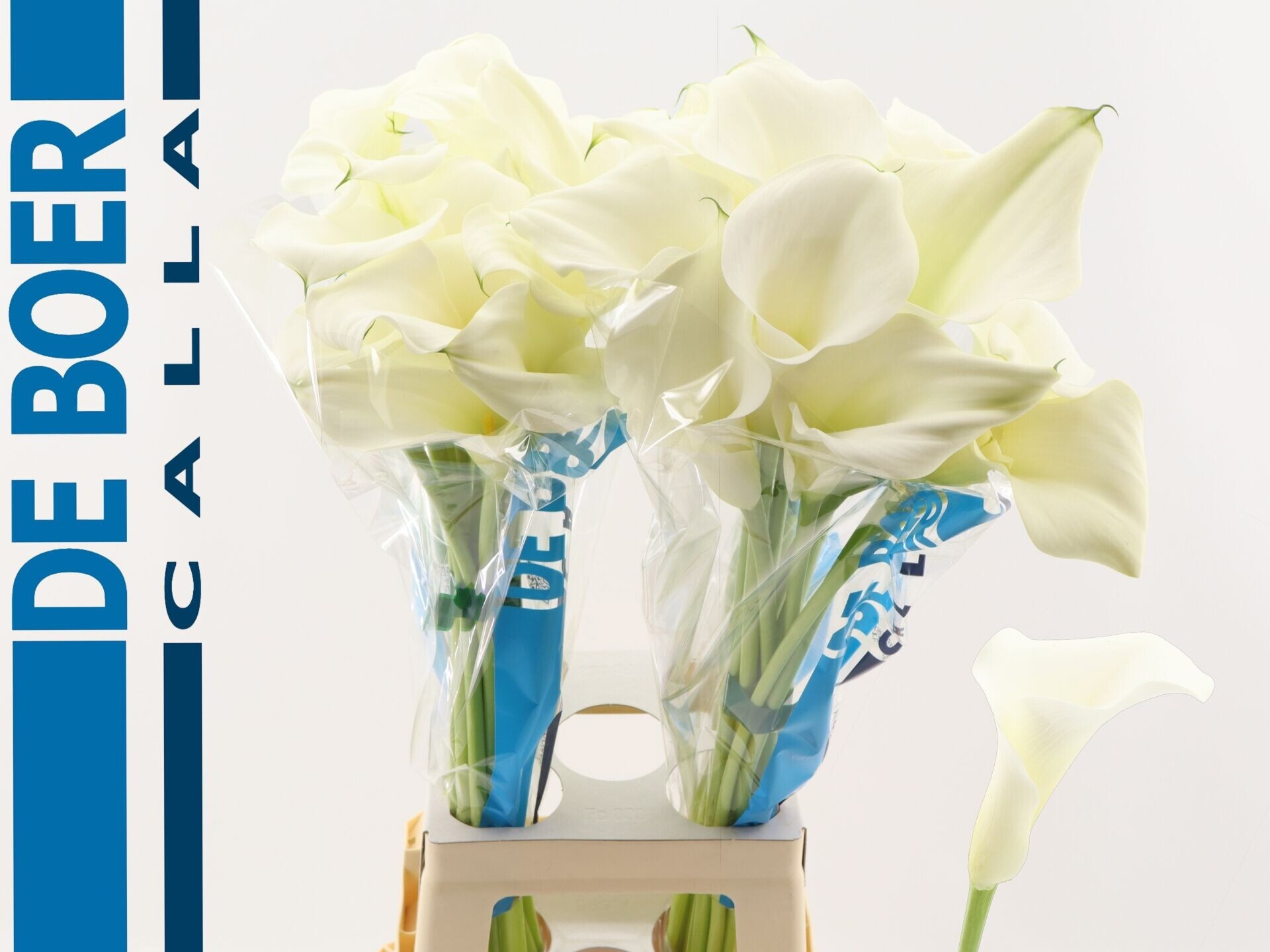 Calla Pure Art 80cm