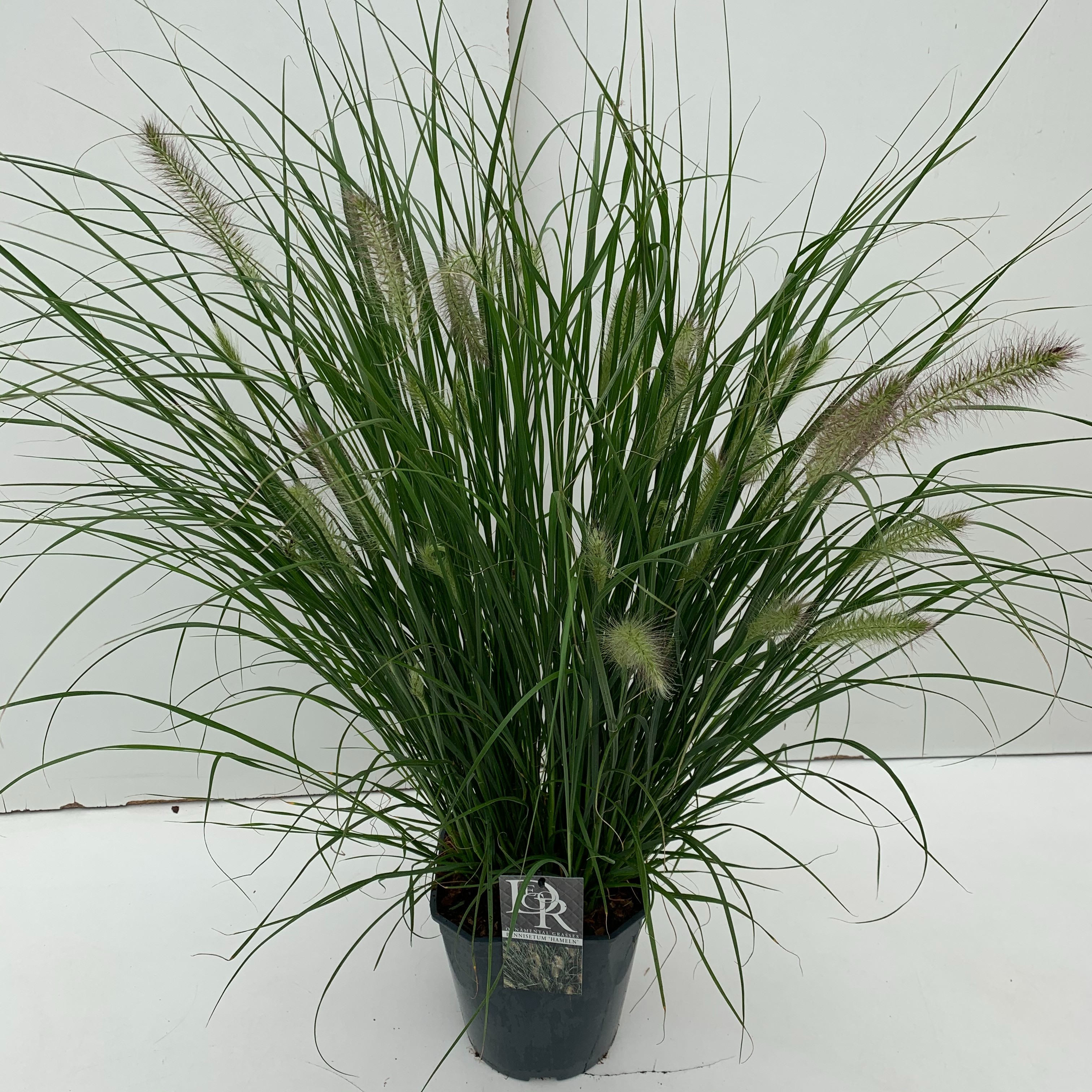 Picture of Pennisetum Hameln P23 (5 Ltr) SQUARE (LOOSE)