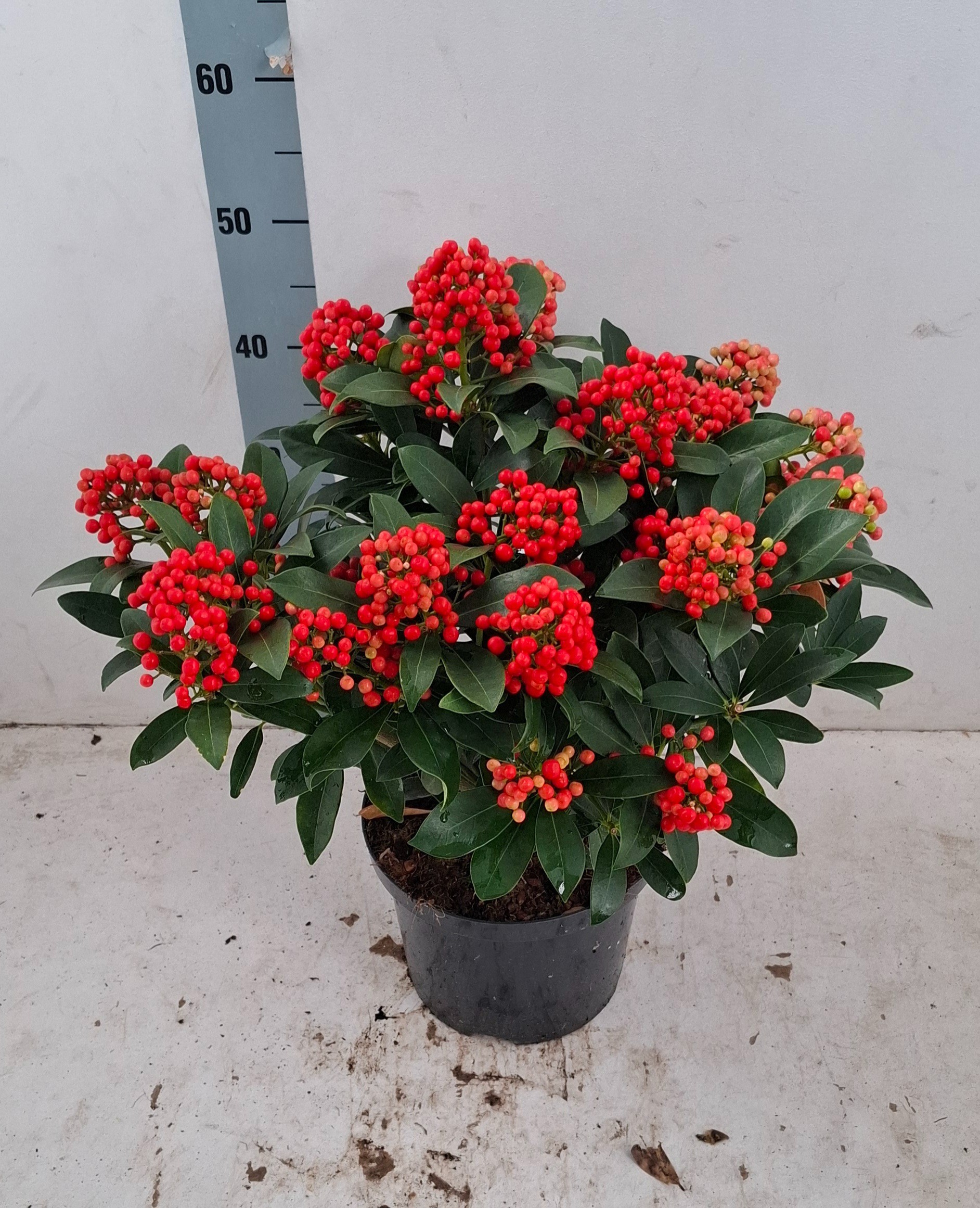 Skimmia jap. 'Pabella' 20+ tros