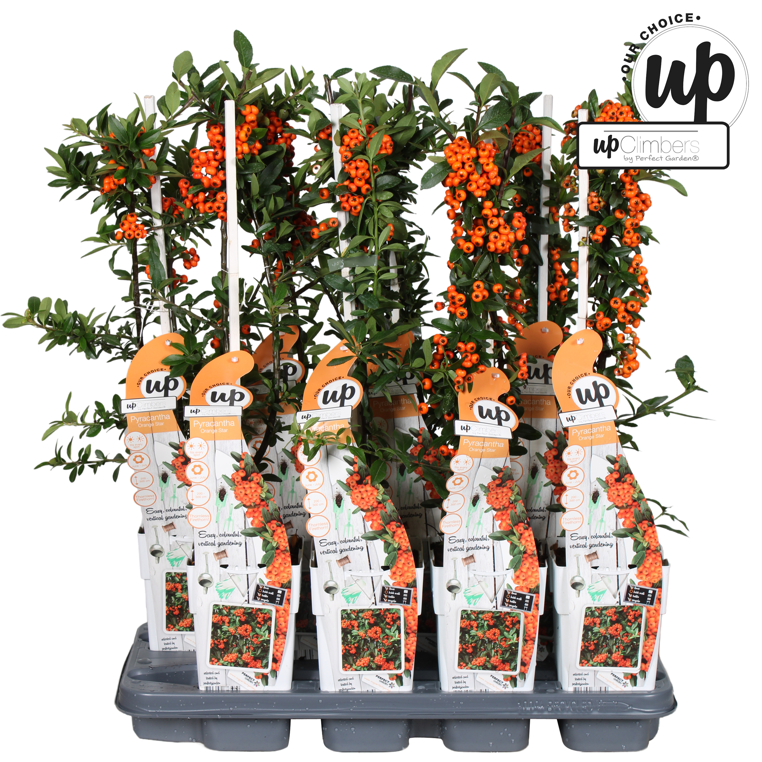 Picture of Pyracantha coccinea 'Orange Star' P15