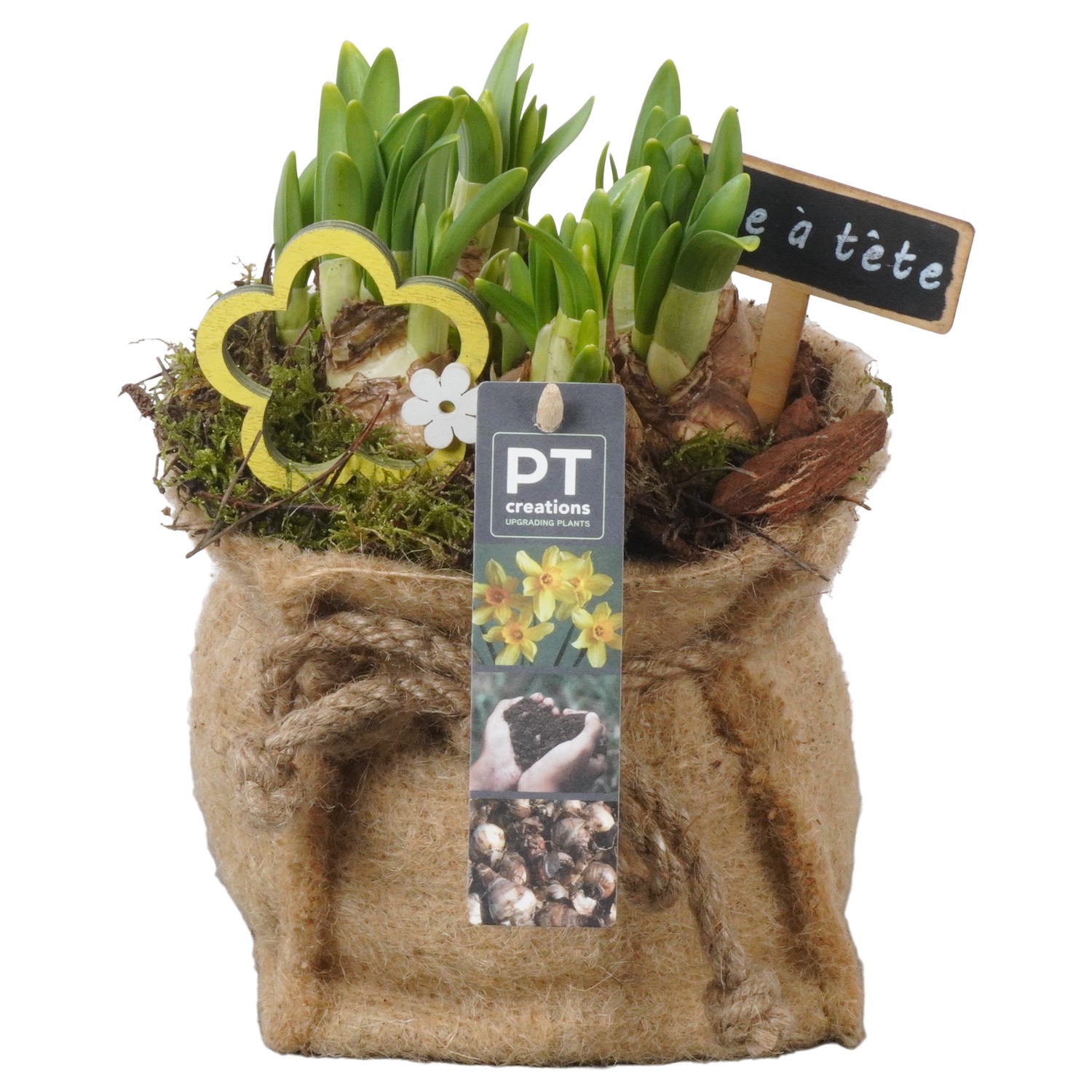 Picture of PTN5182 Arrangement Narcis in cloth sack P13 19CM