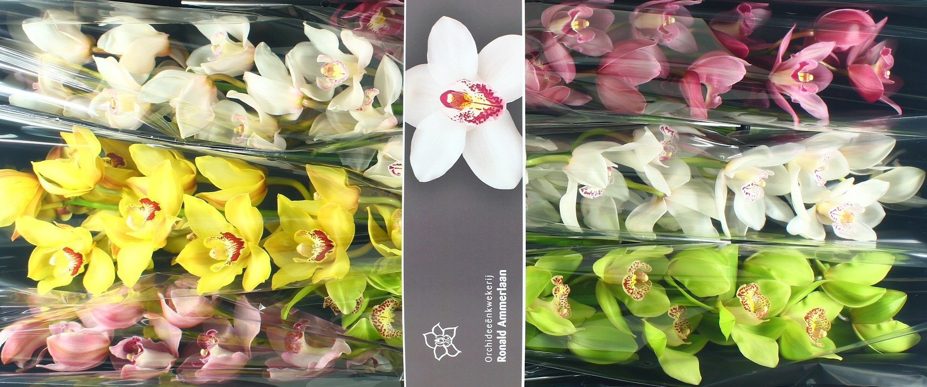 Cymbidium Asst 13bl