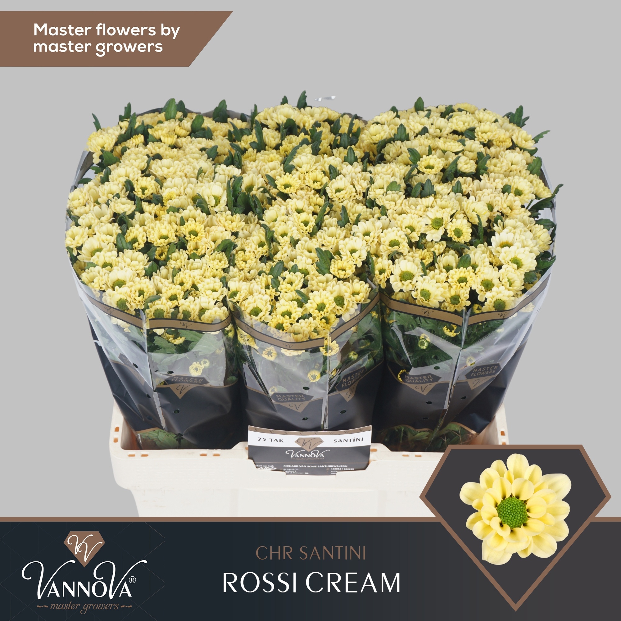 Chrys Santini Rossi Cream 55cm 120Ø