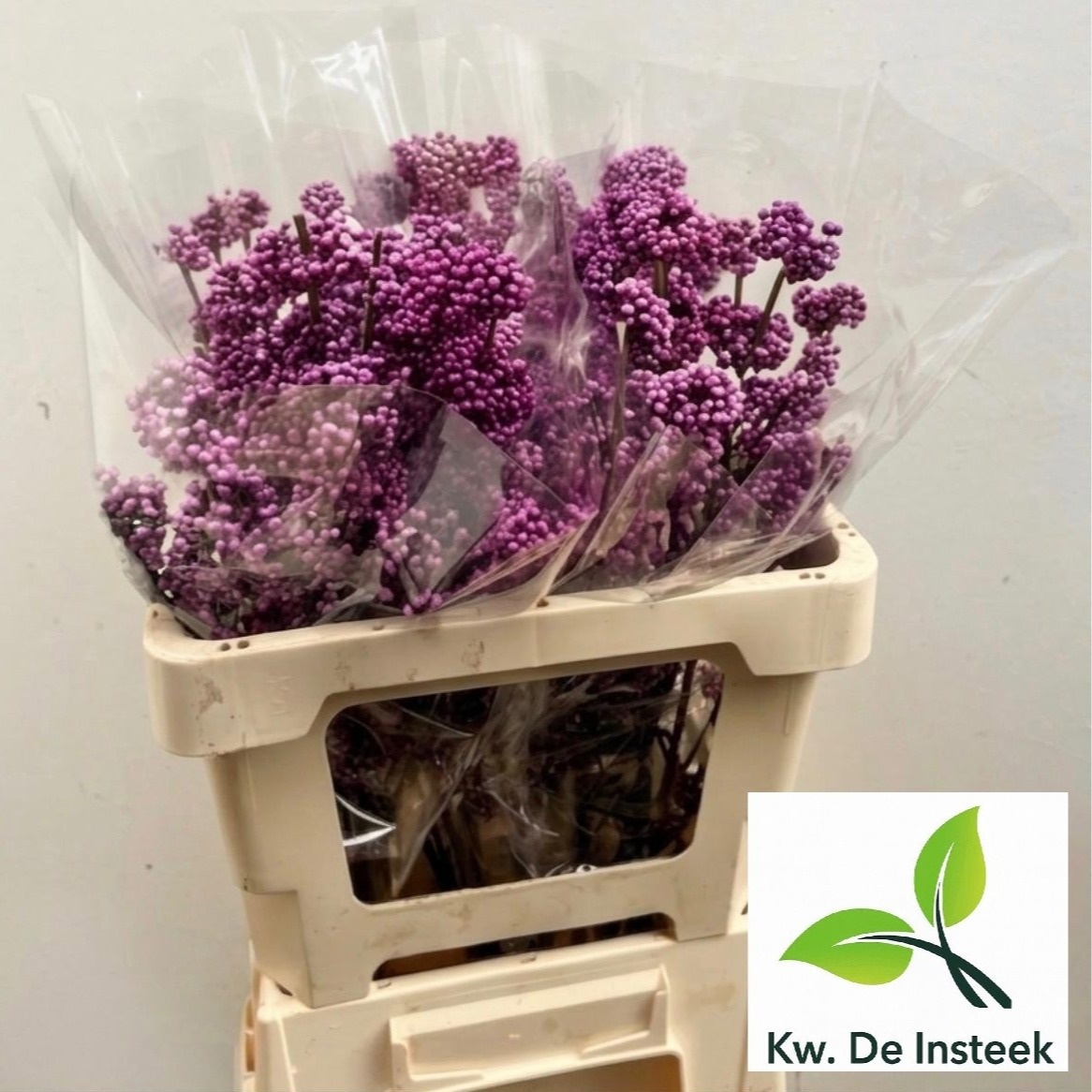 Callicarpa Bod Giraldi(imp) 55cm