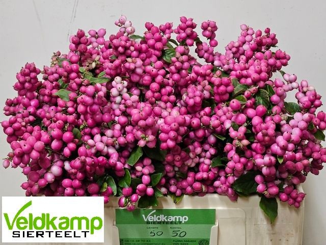 Sympho Mag Rub Giant 50cm