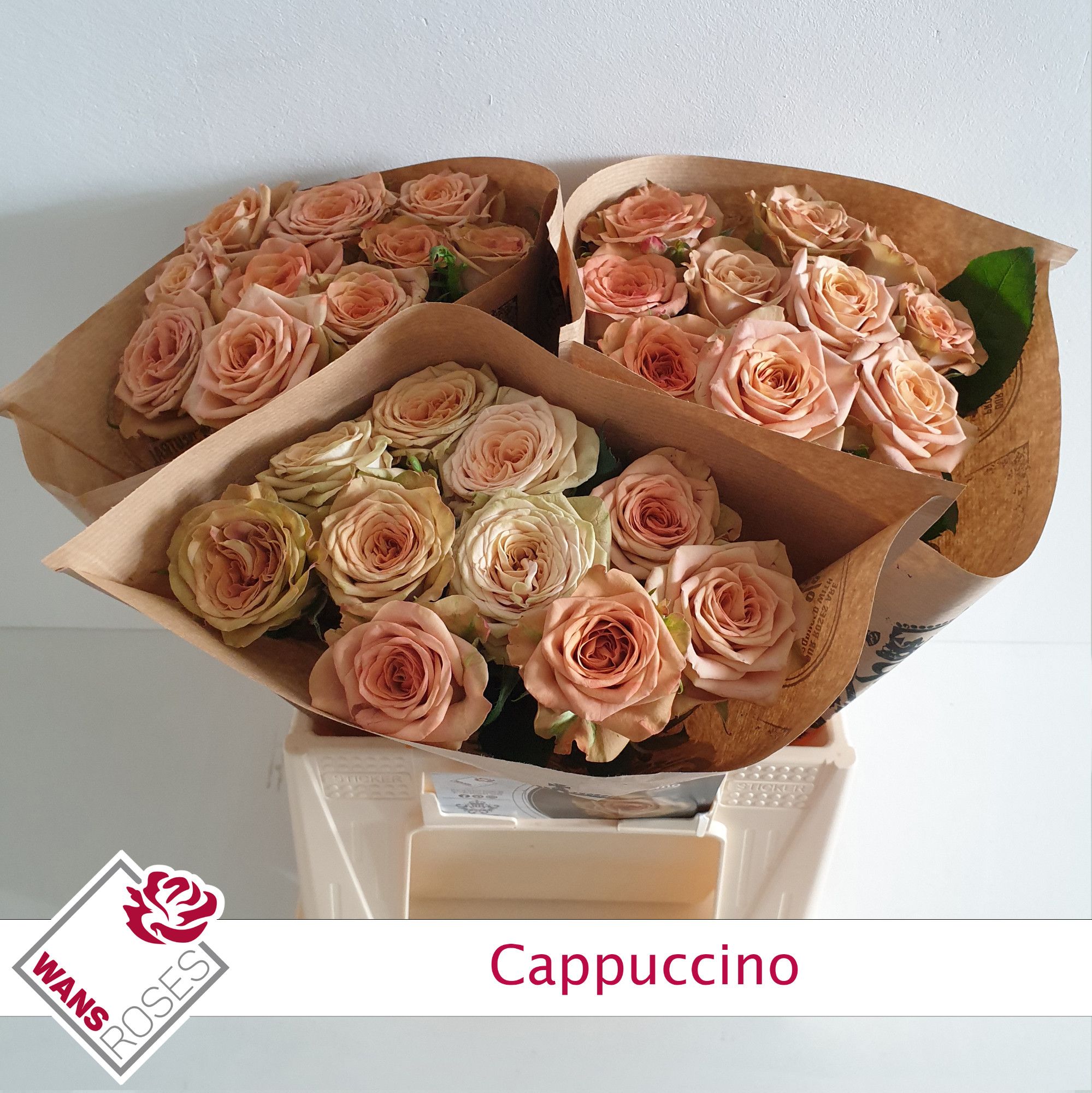 Rosa Capuccino 40cm