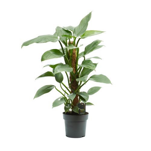 Phil Silver Queen 60cm Mosst.p17 Icht