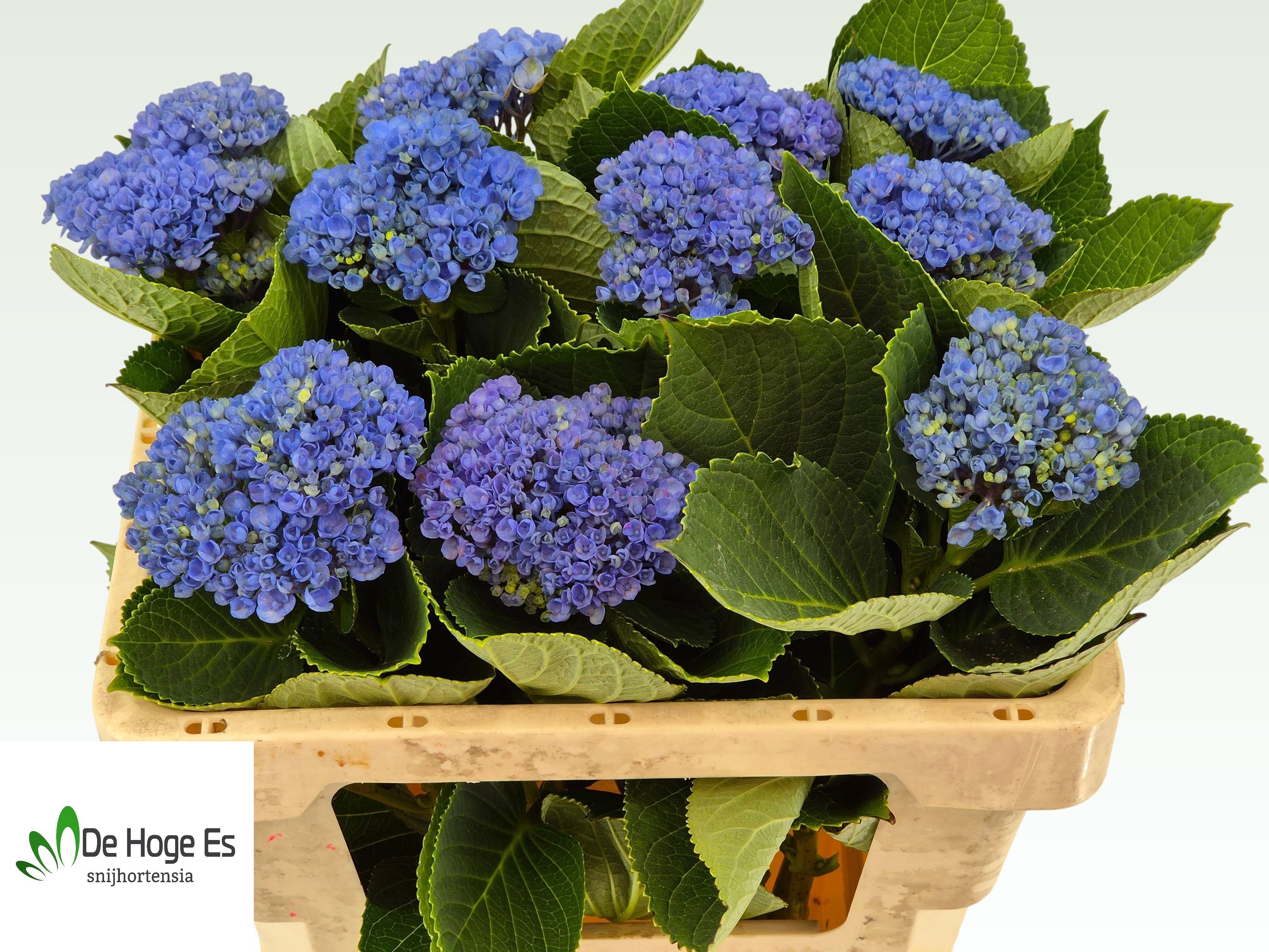 Hydrangea Revolution 50cm 8Ø