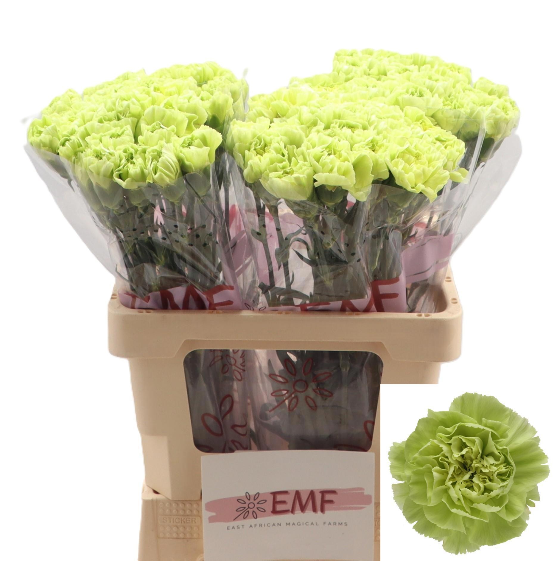Dianthus St Celtic Green 60cm