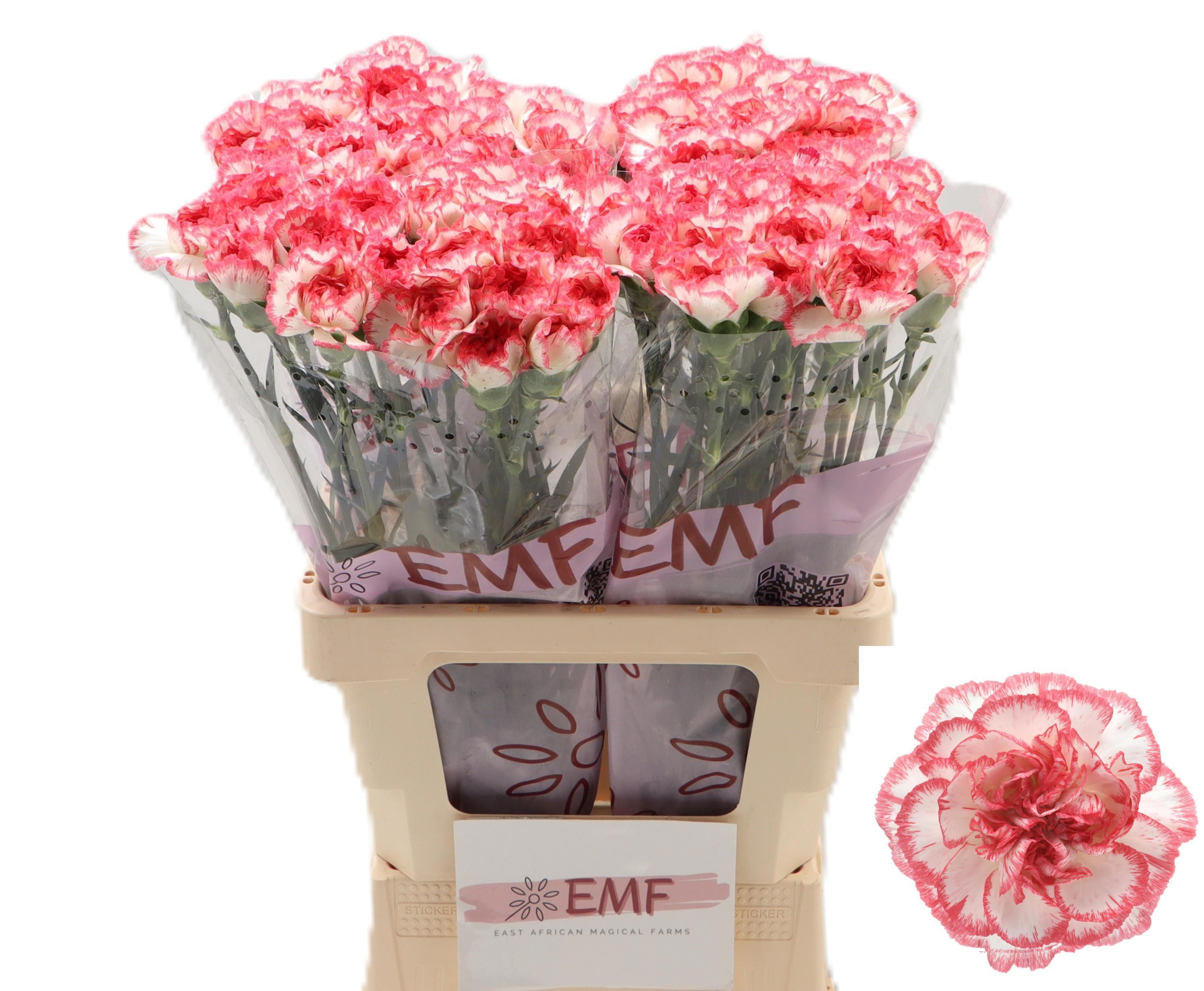 Dianthus St Bacarat Pink 60cm