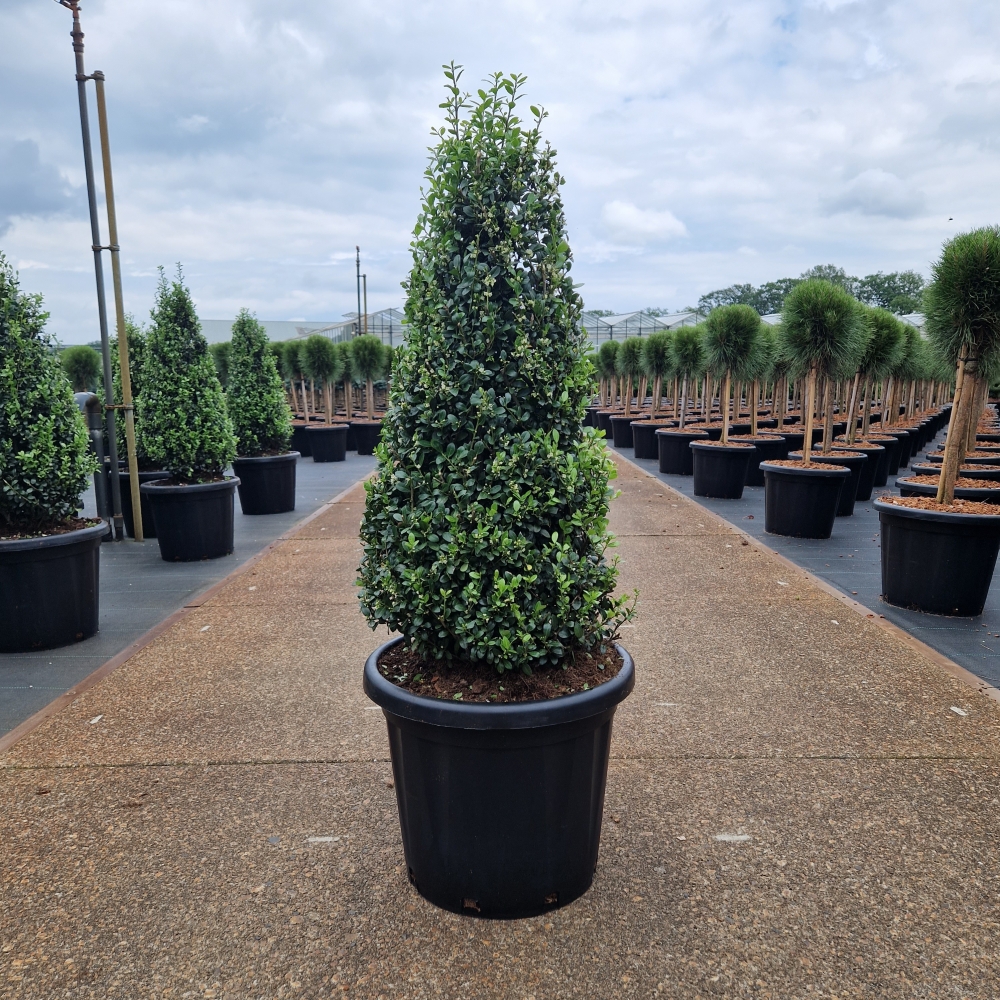 Picture of Ilex crenata Caroline Upright C25 80/+