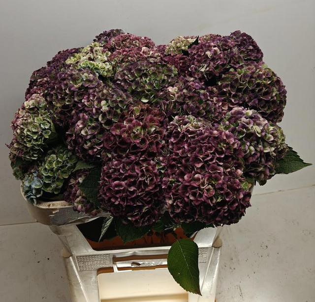 Hydr Gem Classic 70cm 13Ø