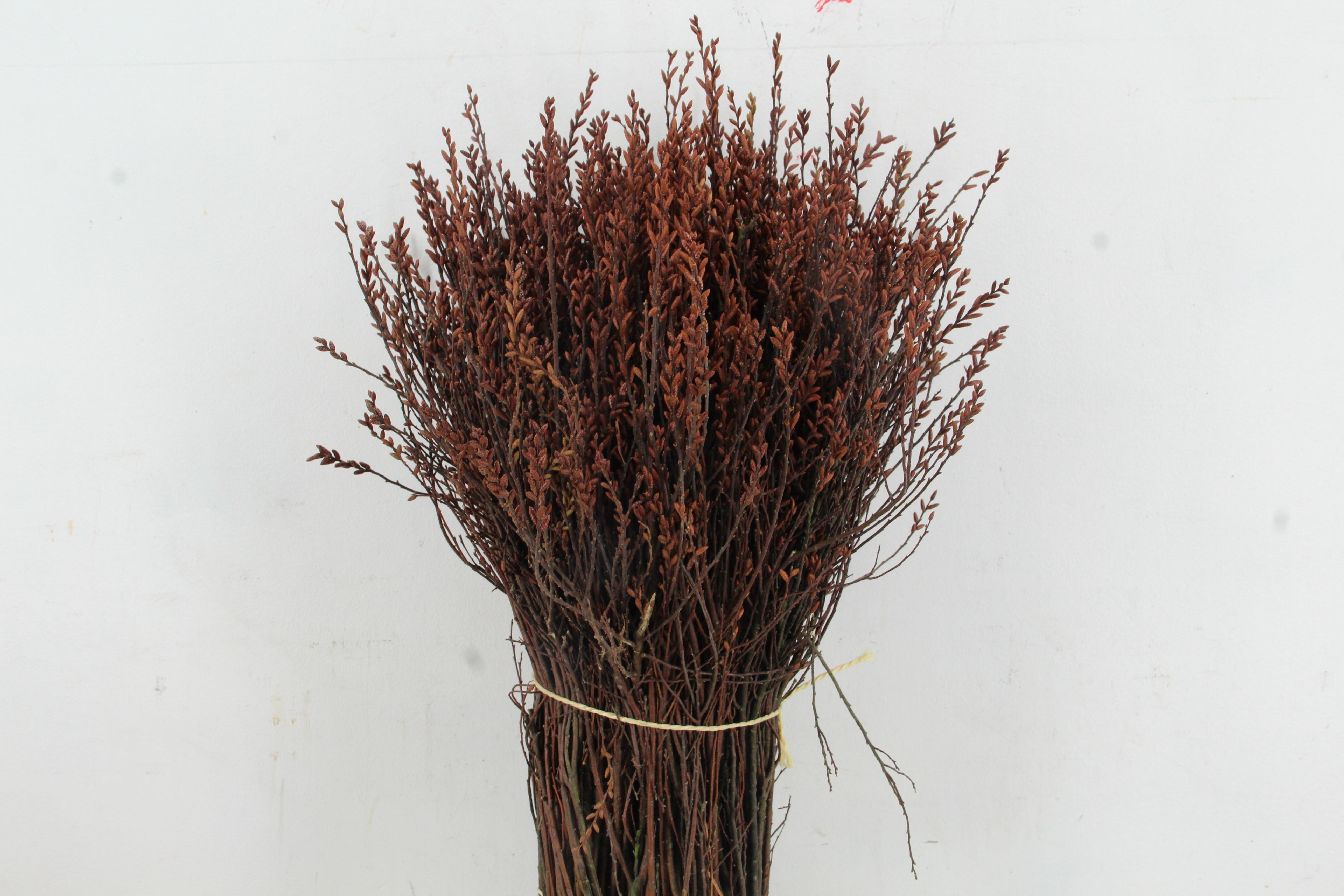 Myrica Gale