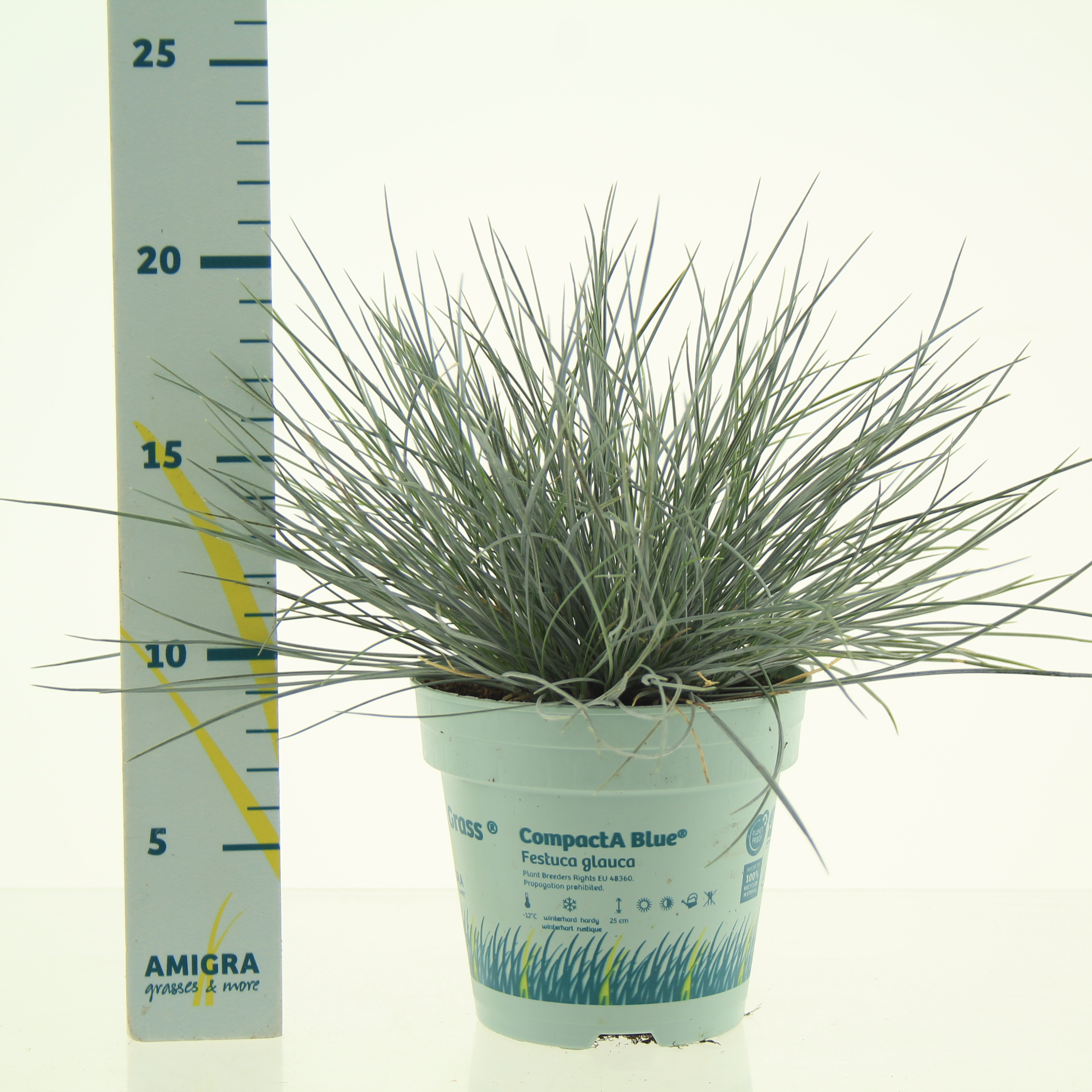 Picture of Festuca glauca CompactA Blue® P10.5