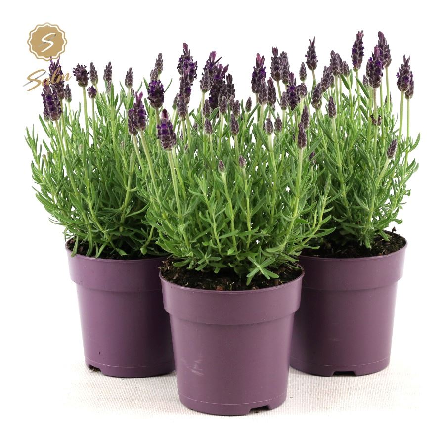 Picture of Lavandula st. 'Anouk'® Collection P12