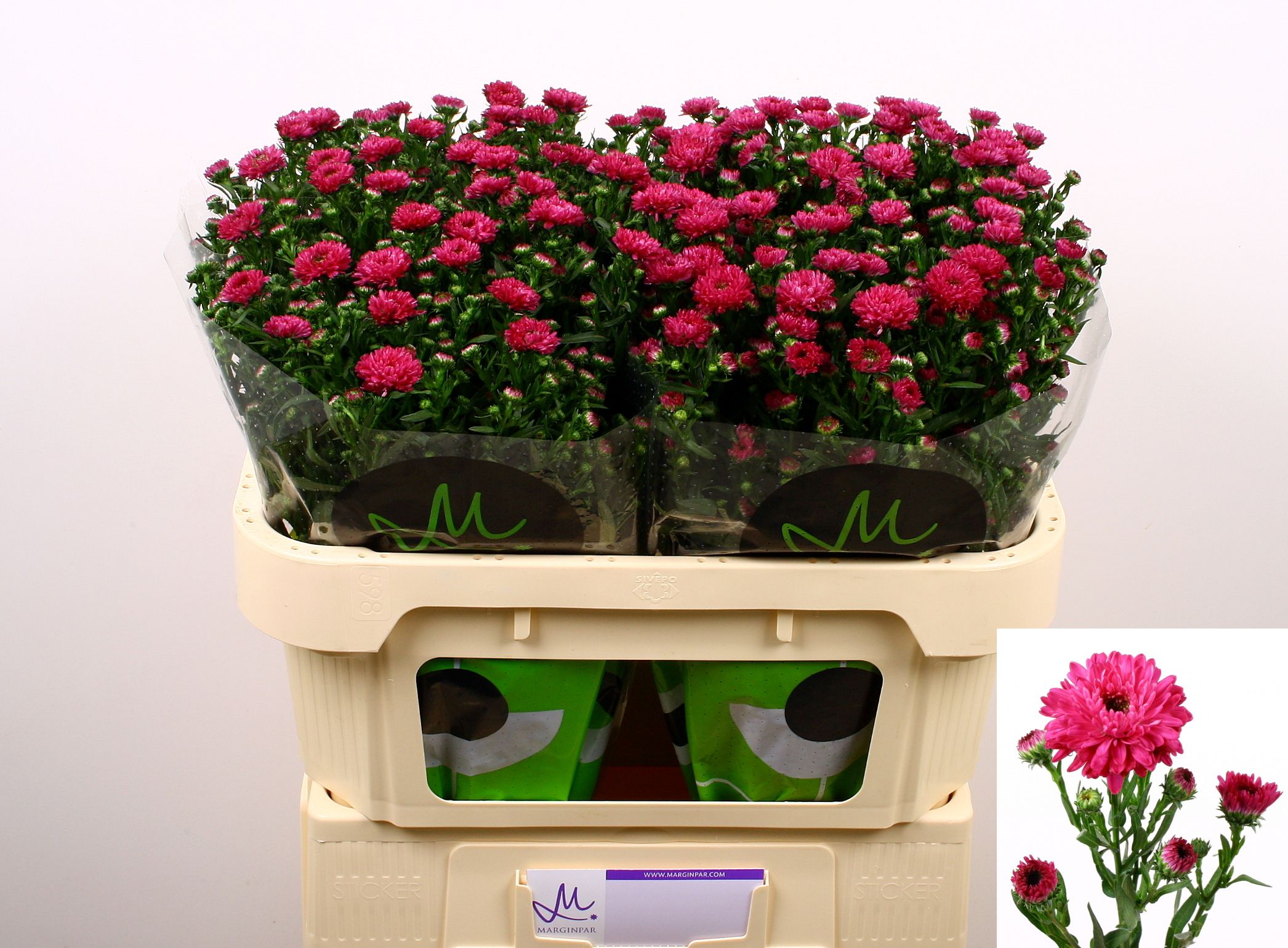Aster Flash 70cm 20gram