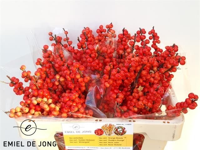 Ilex Oudijks Orange 50cm